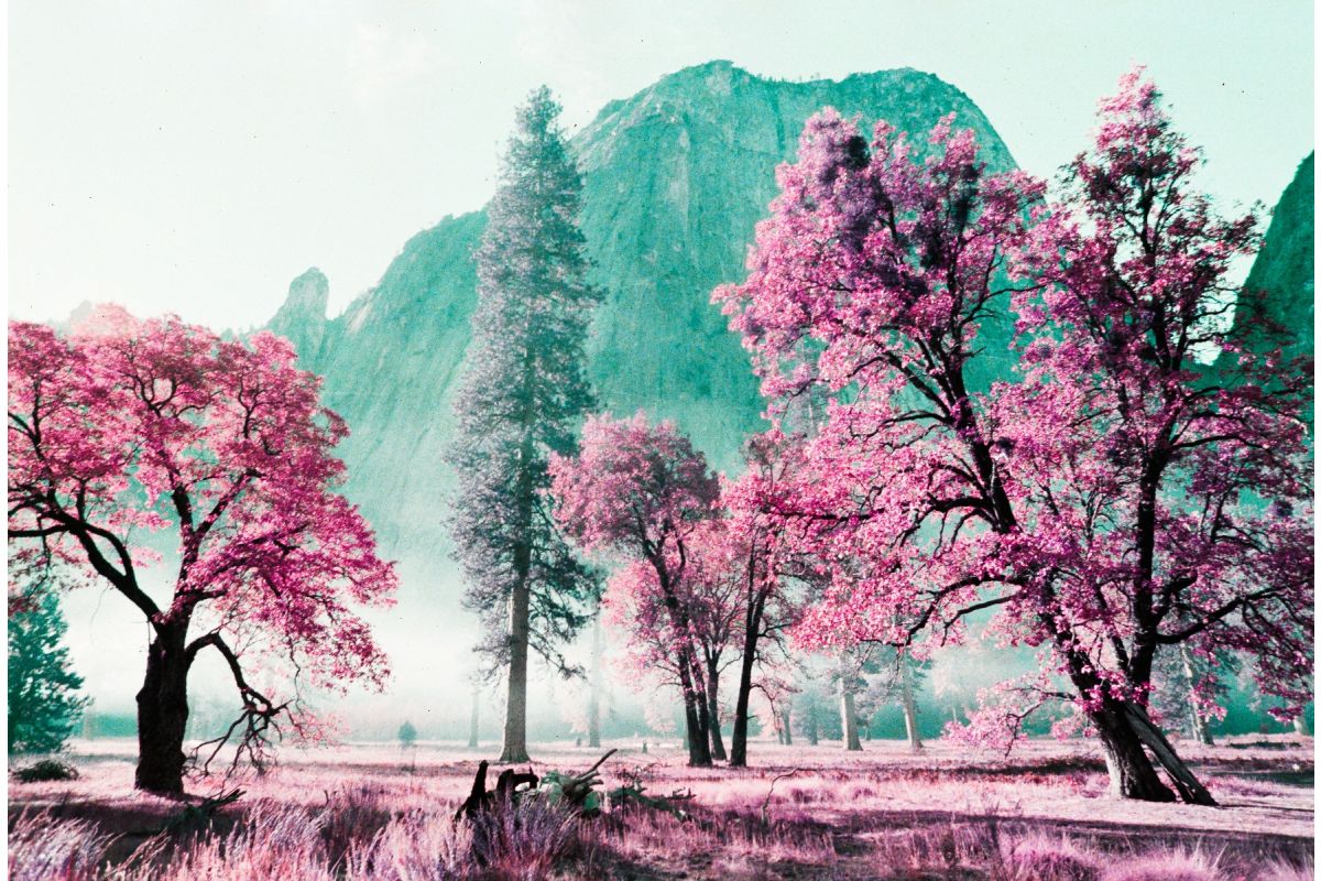 lomography-lomochrome-purple-35mm-film-36-p-tillant image 2