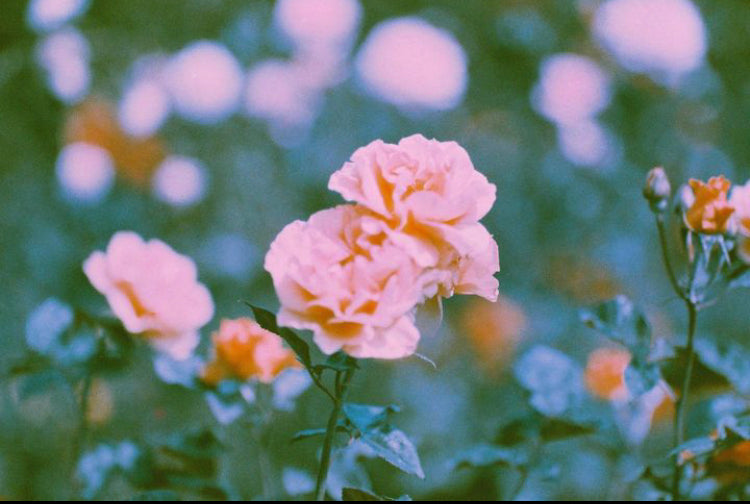 kodak-kodacolor-100-kleinbildfilm-35mm-36er-abgelaufen-warm image 2