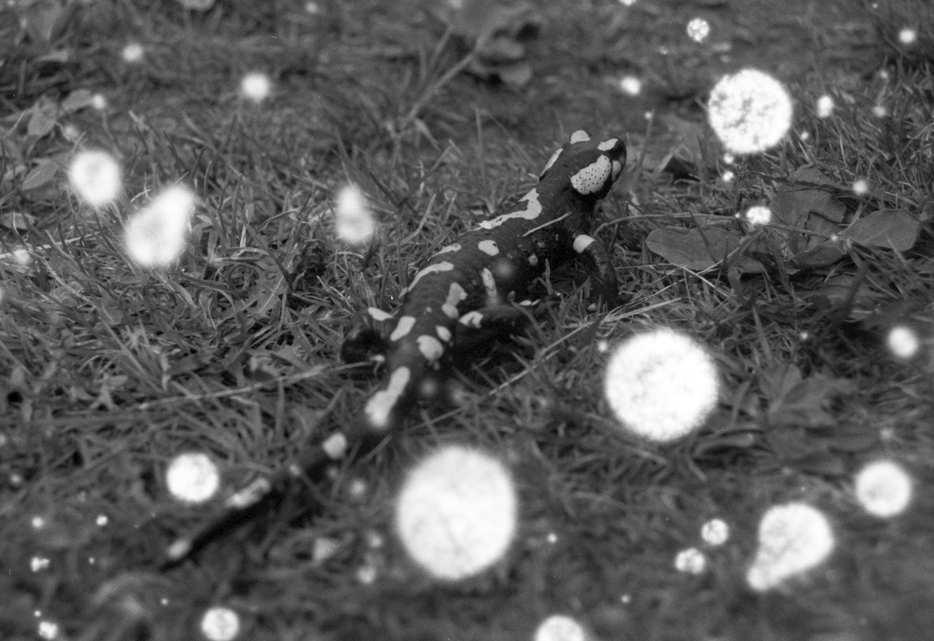 revolog-black-white-trio-35mm-film-3er-set-effekt image 4