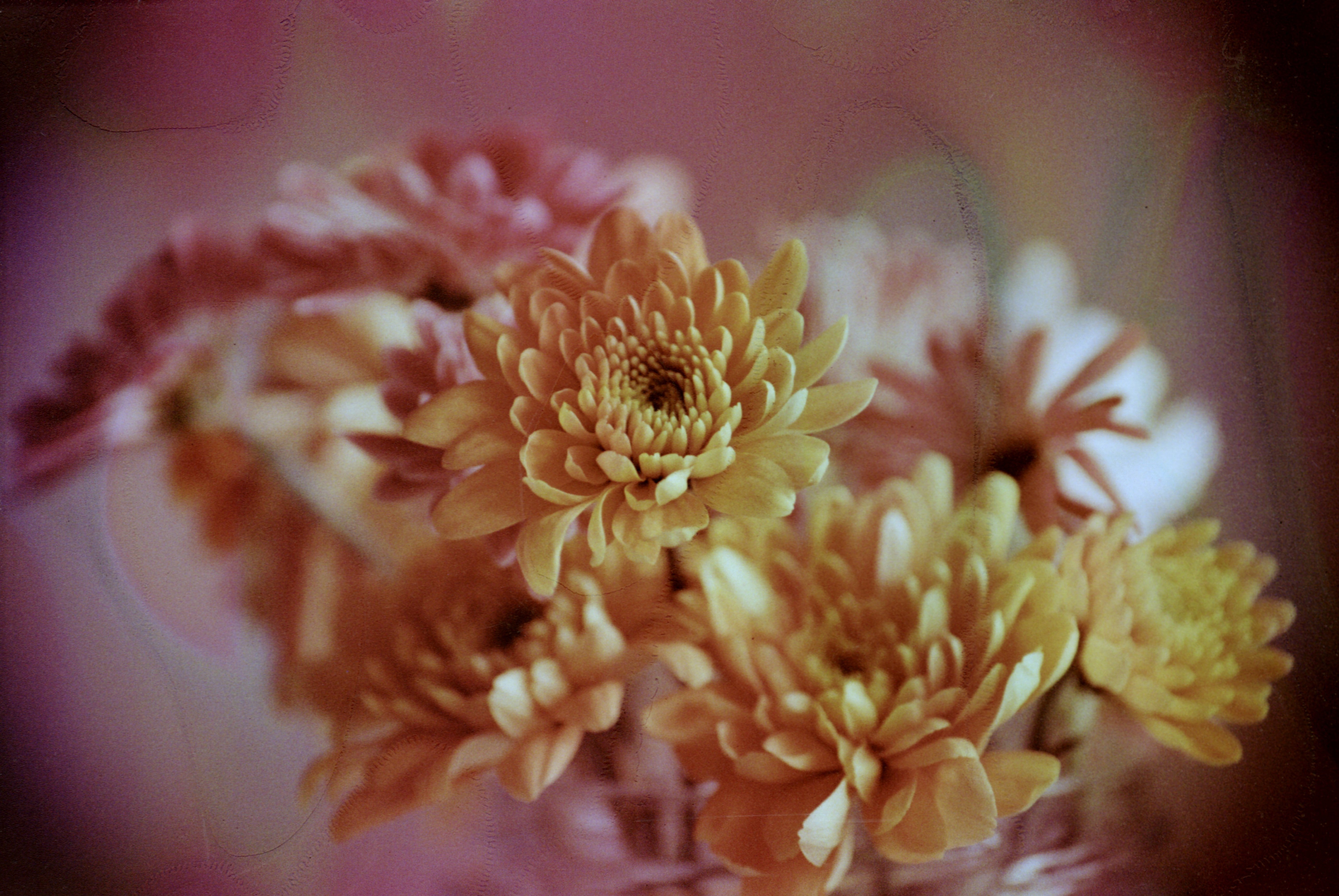 hanalogital-fluorite-35mm-farbfilm-36-aufnahmen-iso-200 image 3