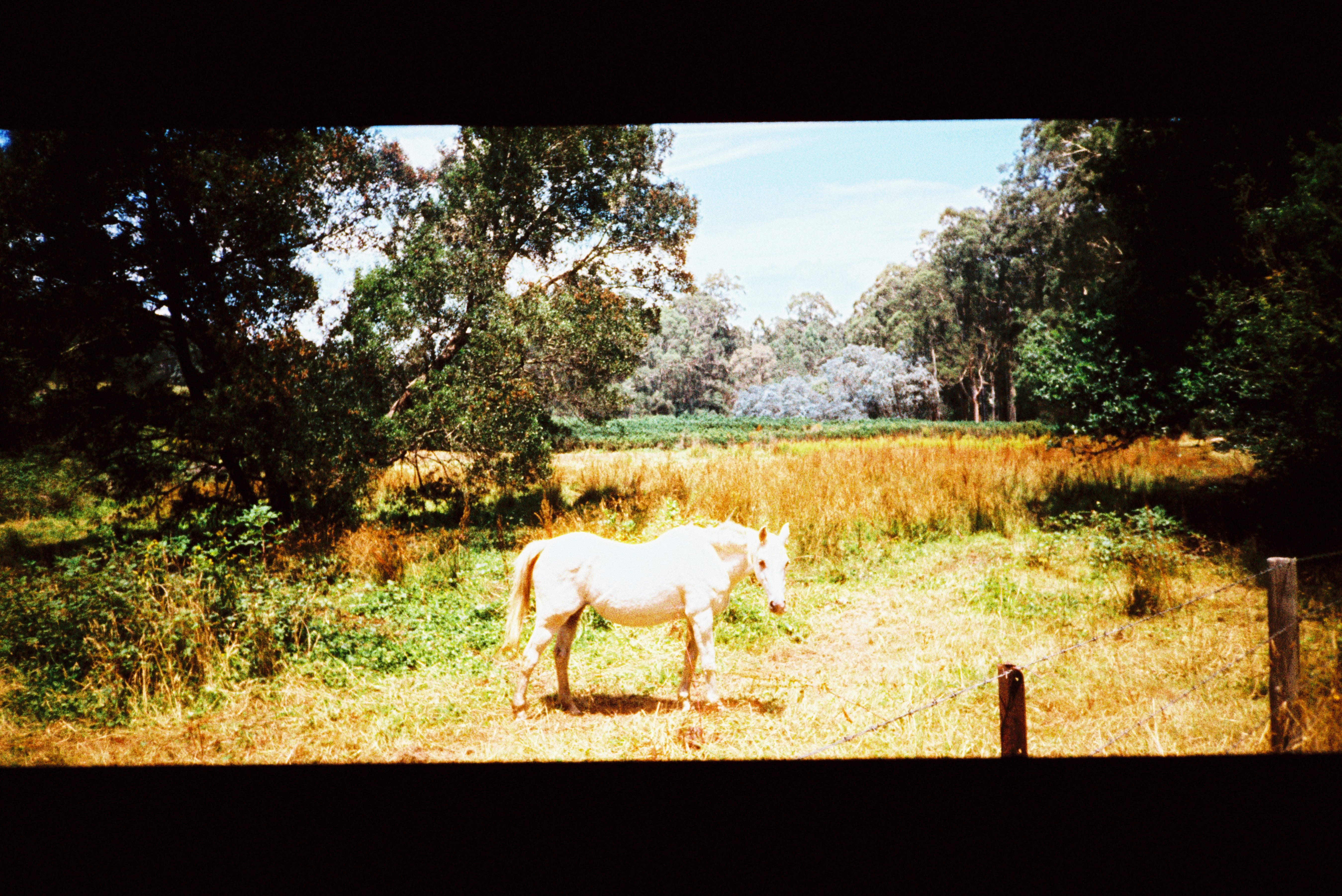 harman-phoenix-125-35mm-farbfilm-36-aufnahmen image 4