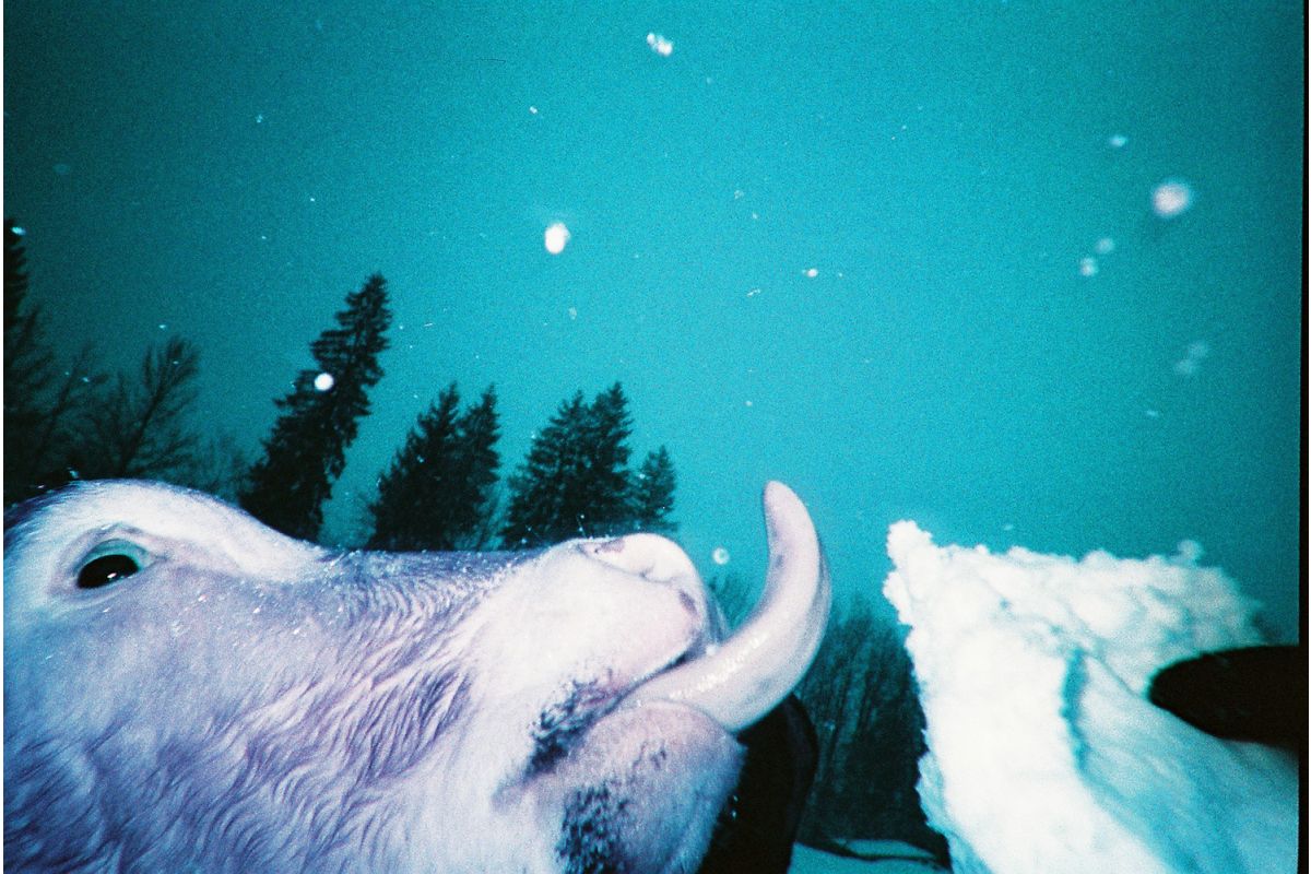 lomography-simple-use-lomochrome-purple-einwegkamera-35mm-mit-blitz image 5