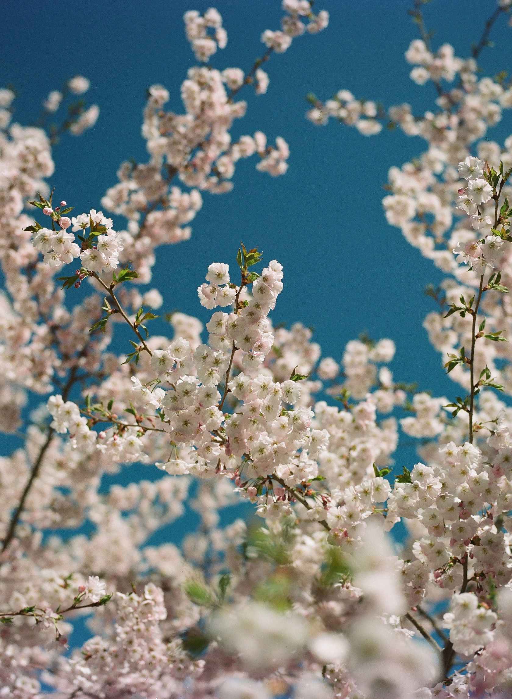 dubblefilm-kodak-ektacolor-pro-160-35mm-farbfilm-portr-t image 3