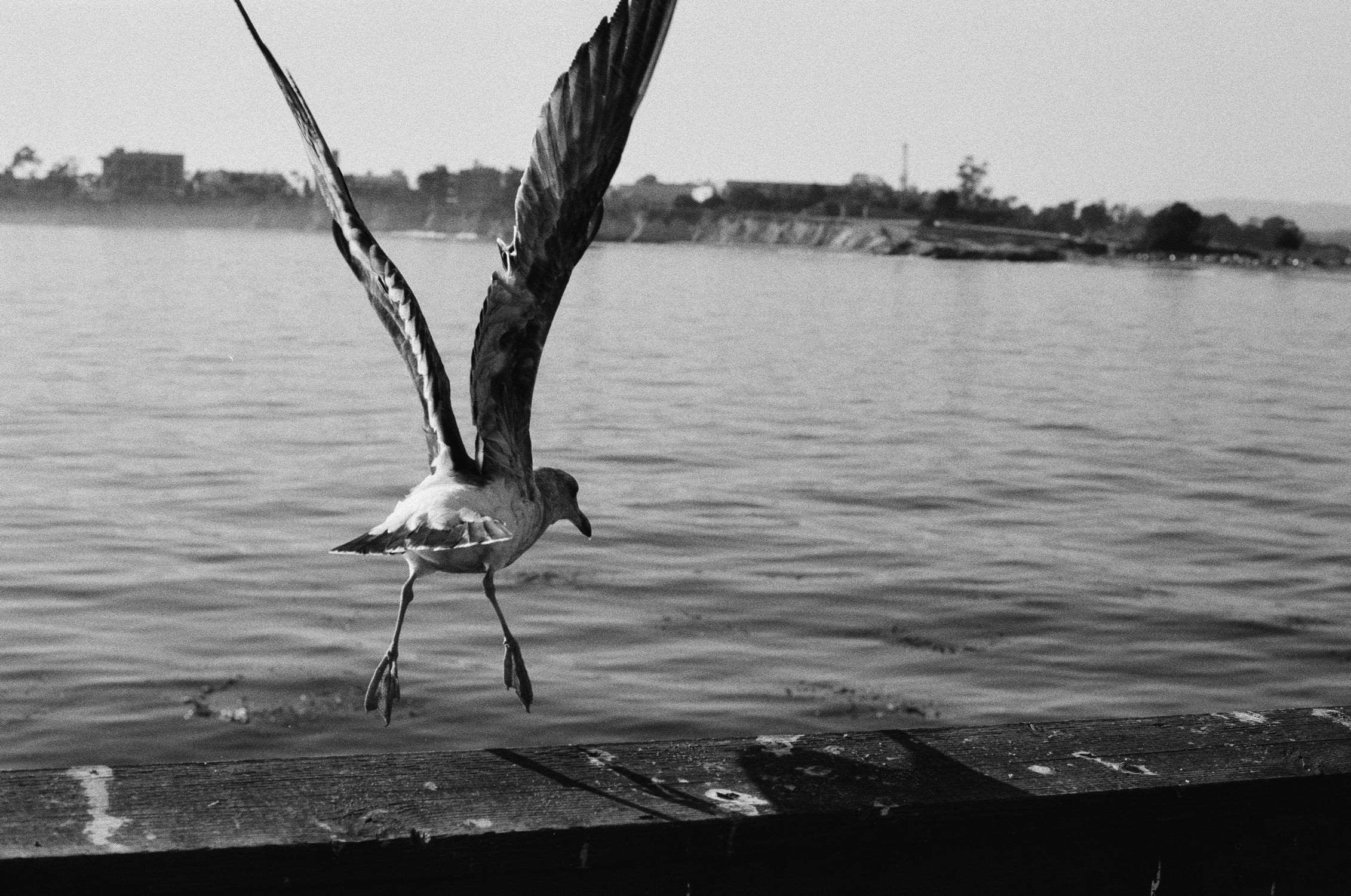 dubblefilm-kosmo-foto-agent-shadow-sw-film-400-36er image 4