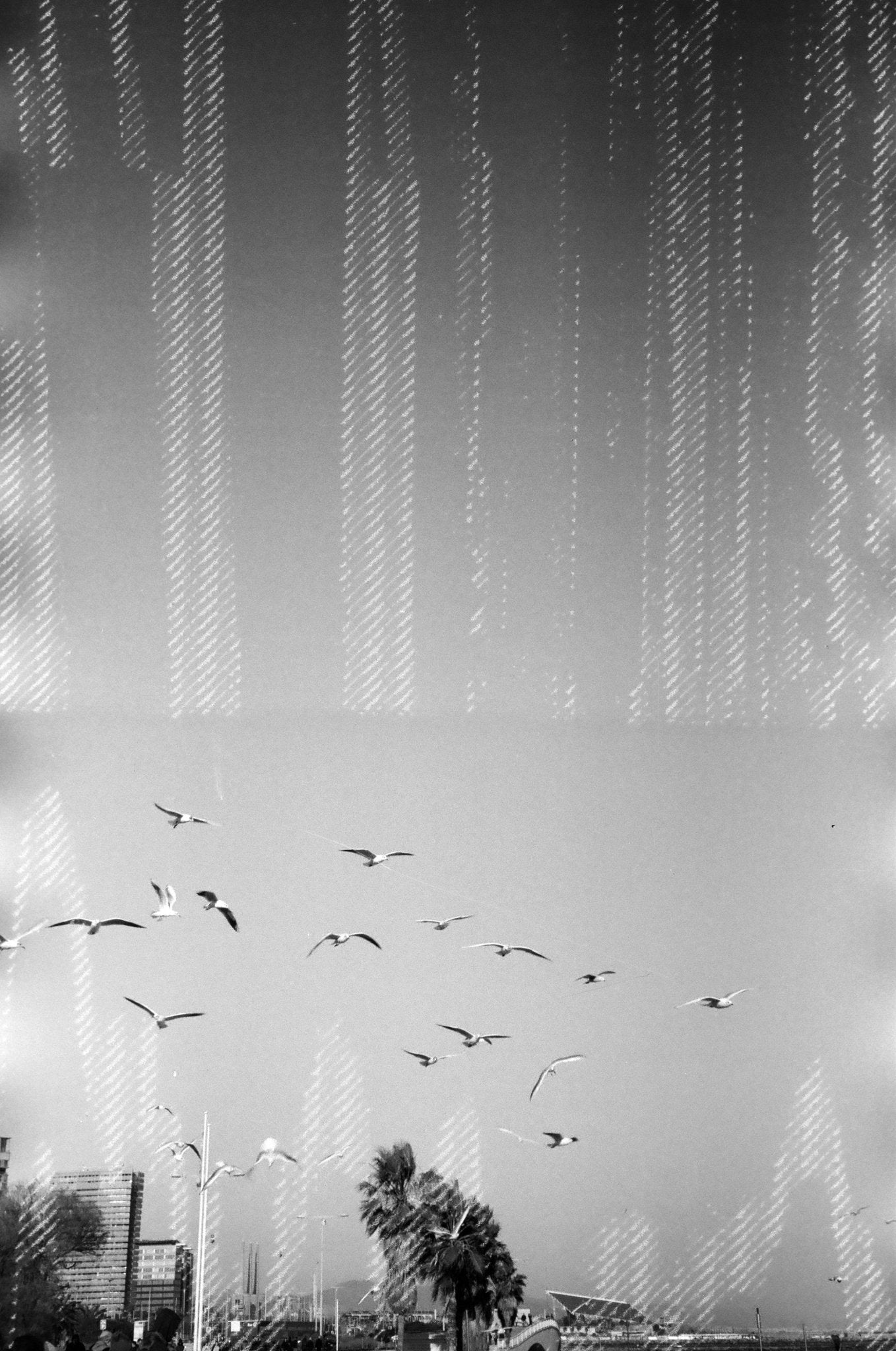 dubblefilm-glitch-schwarzwei-film-35mm-200-iso-36-bilder image 4