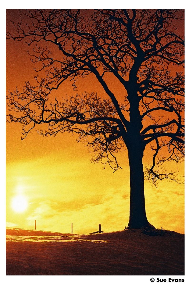 harman-red-125-kleinbildfilm-36-aufn-redscale-rot-effekt image 2