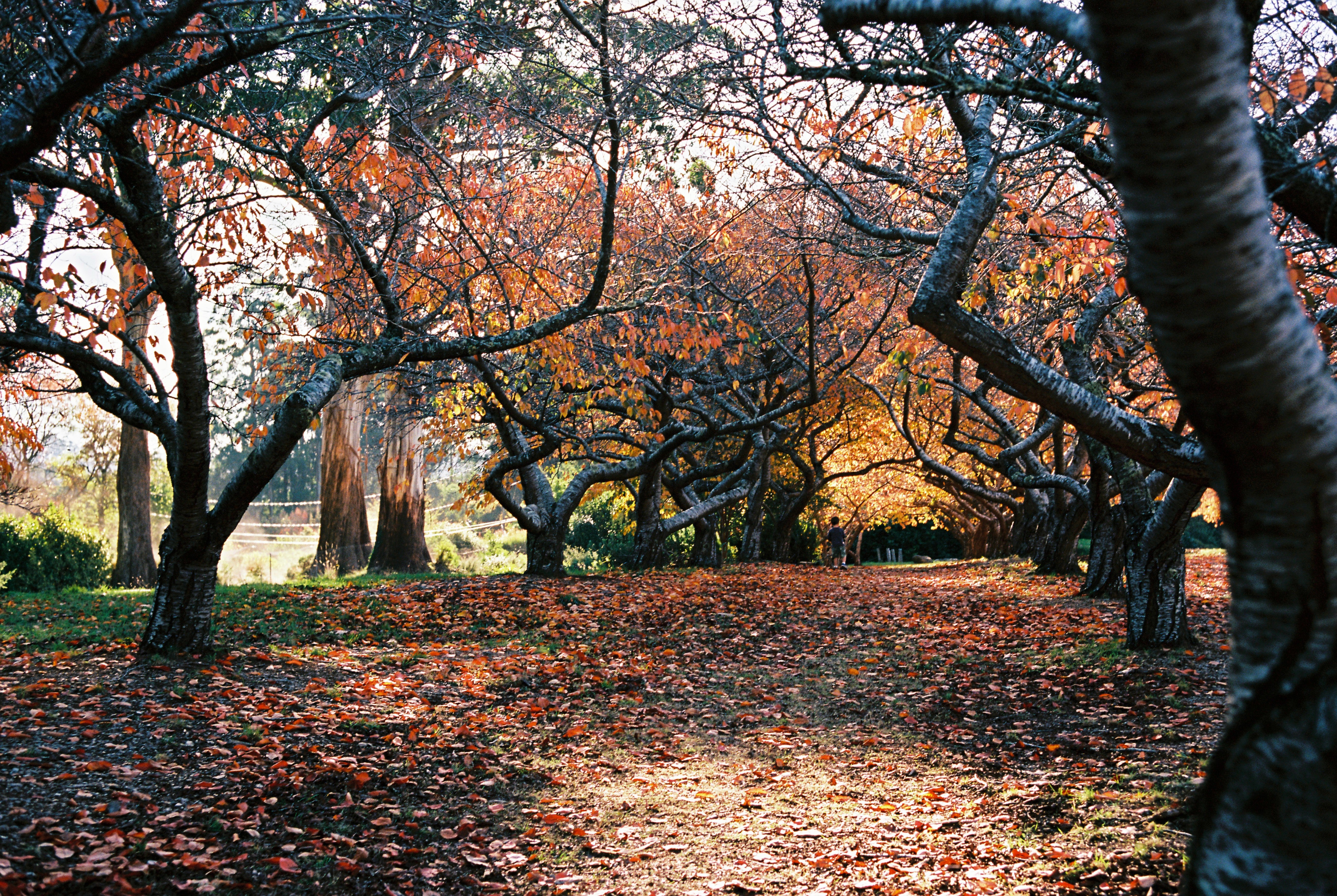 kodak-ektar-100-farbnegativfilm-35mm-36-aufnahmen-iso-100 image 3