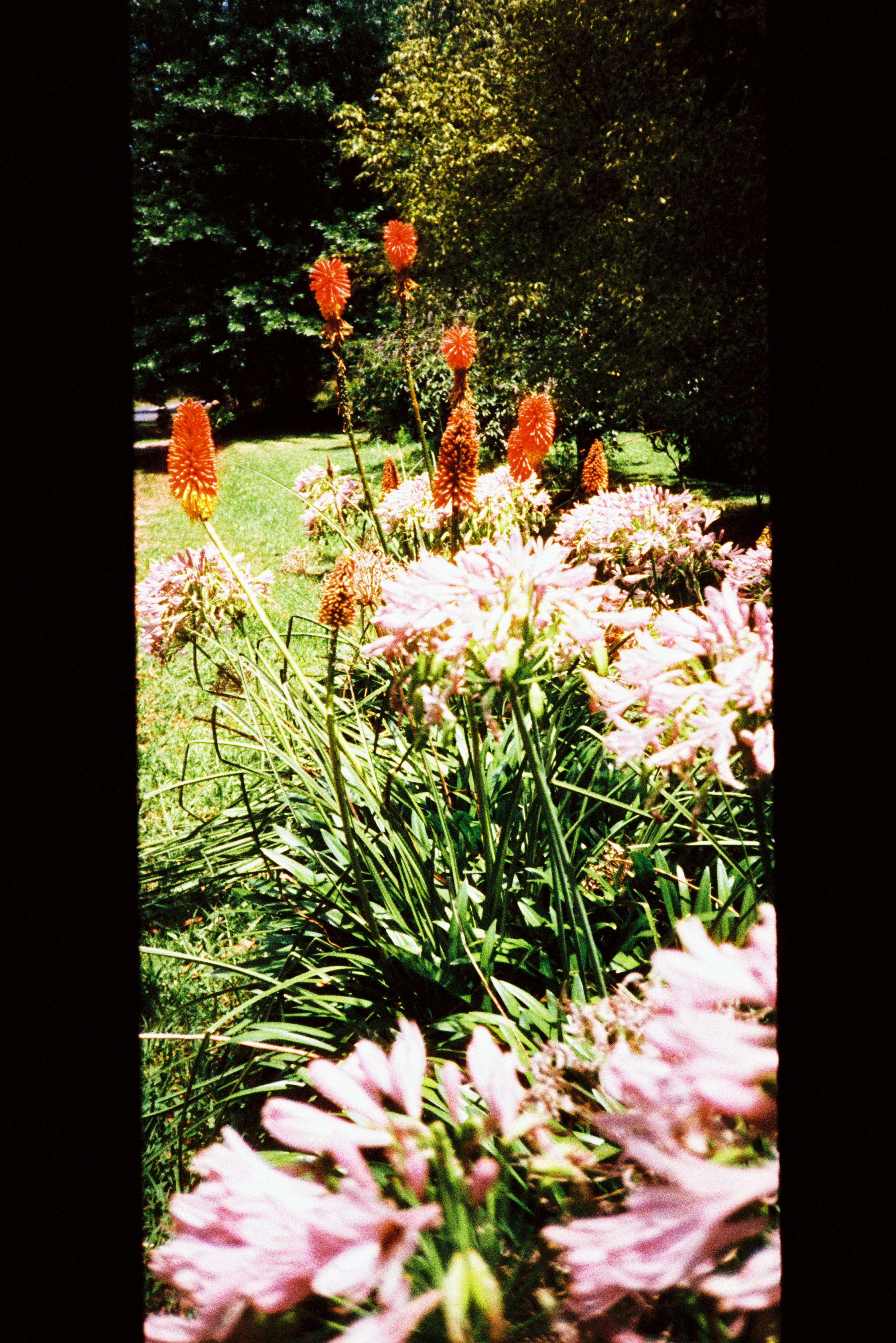 harman-phoenix-125-35mm-farbfilm-36-aufnahmen image 3