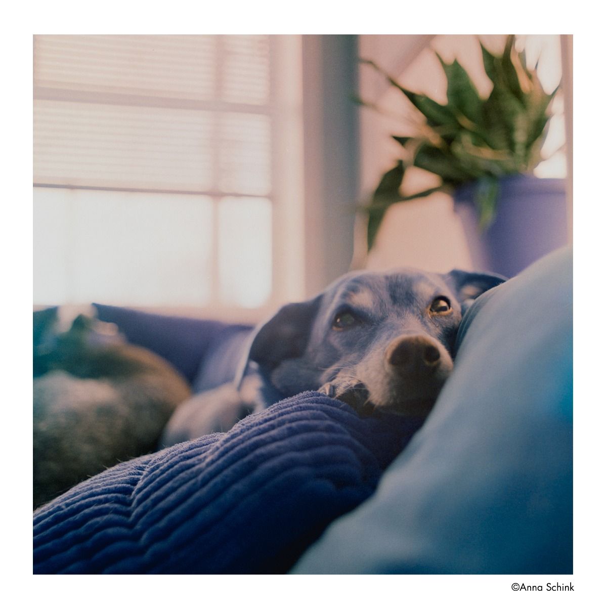 harman-switch-azure-125-farbnegativfilm-120-effektfilm image 2