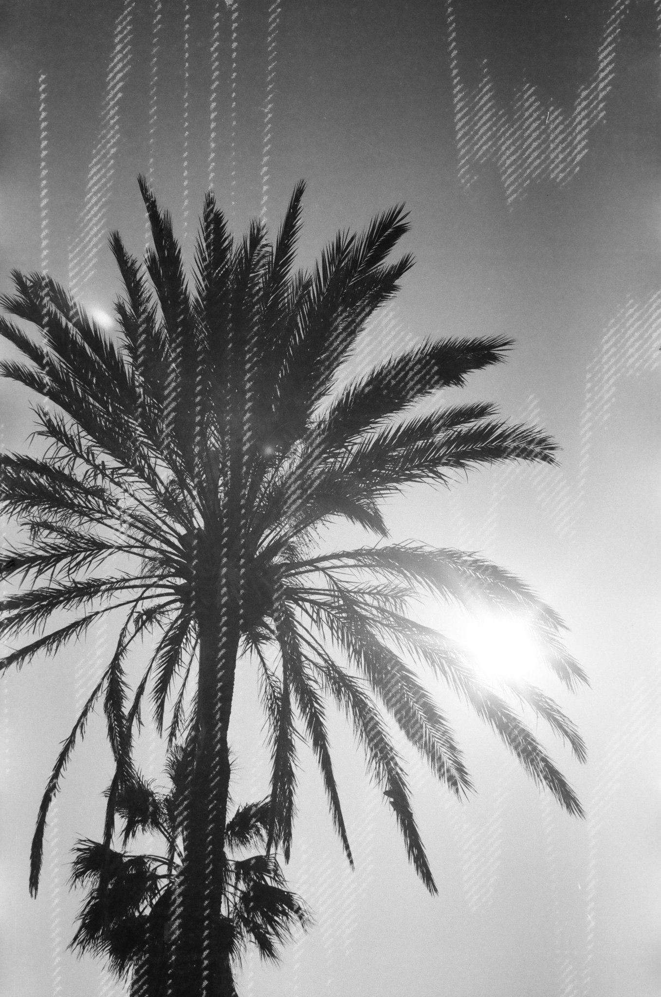 revolog-black-white-trio-35mm-film-3er-set-effekt image 2