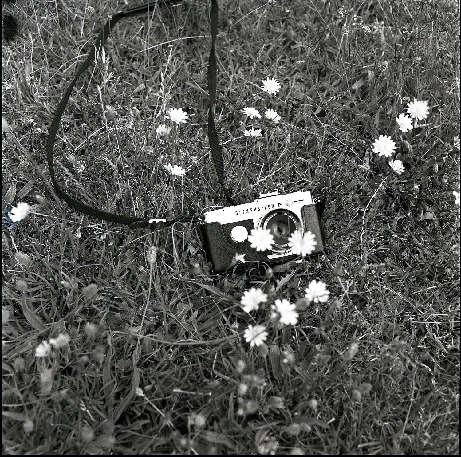 kodak-t-max-400-120-schwarzwei-film-t-grain image 5