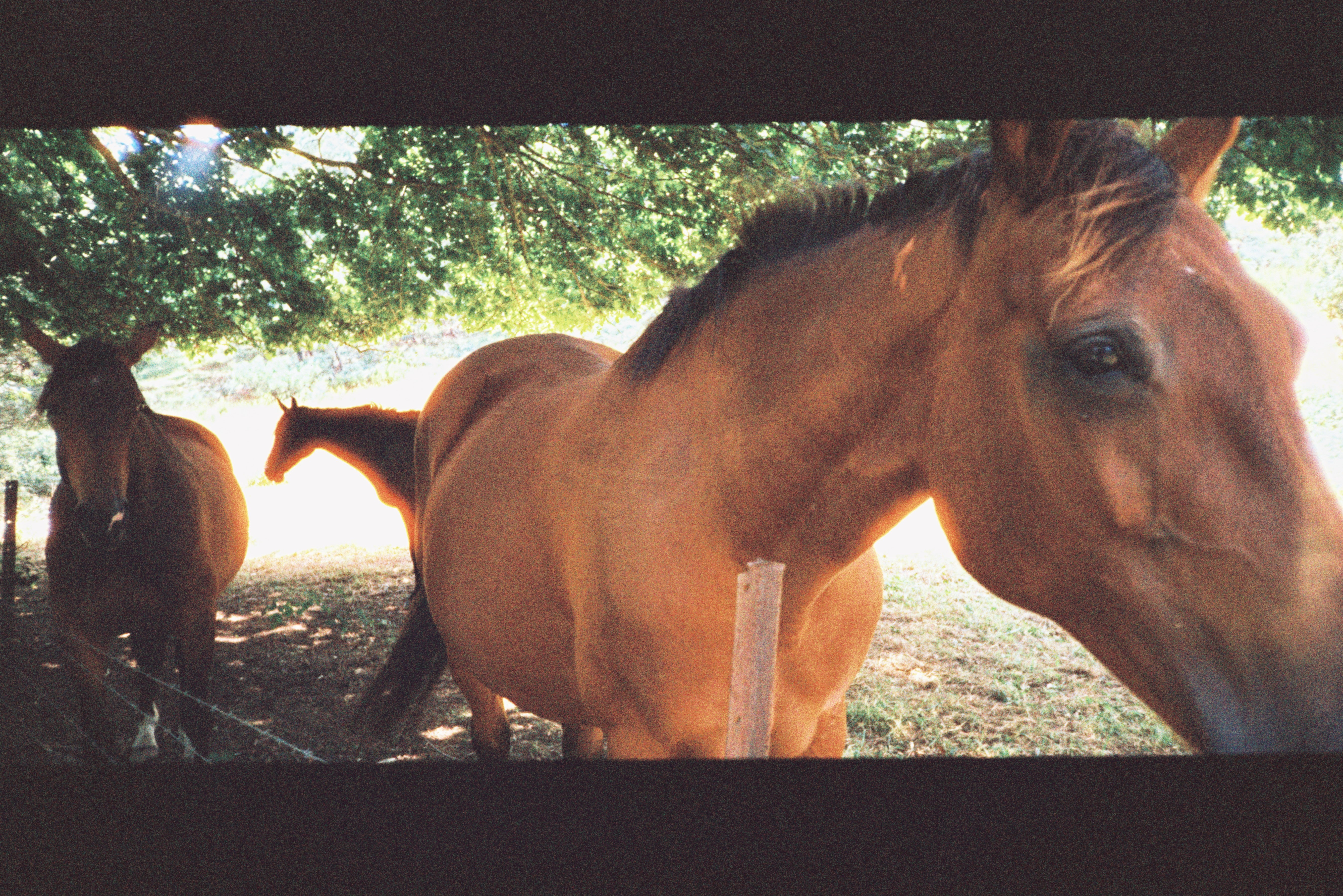 harman-phoenix-125-35mm-farbfilm-36-aufnahmen image 2
