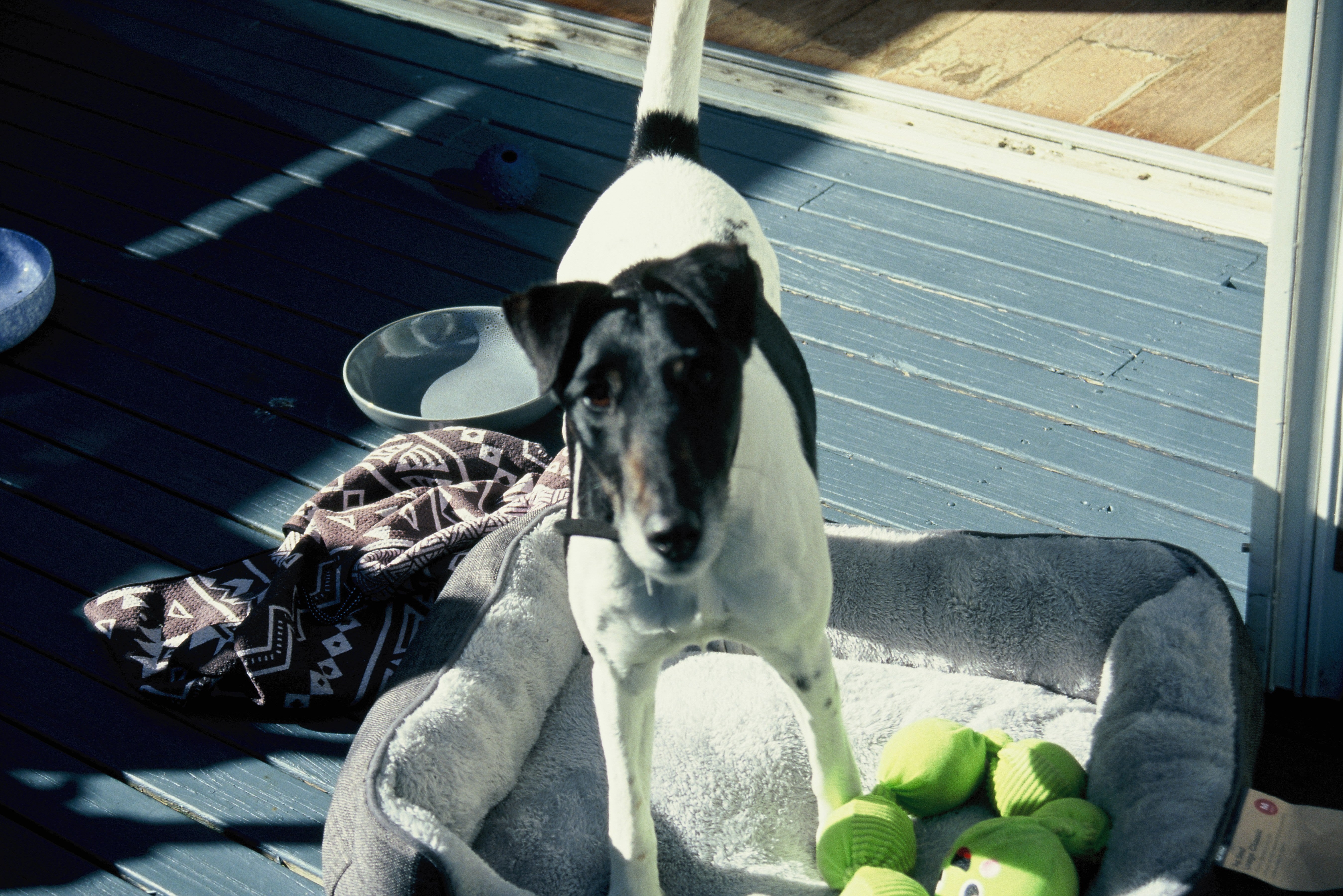 filmneverdie-chameleon-100-35mm-diafilm-36-bilder-e-6 image 7