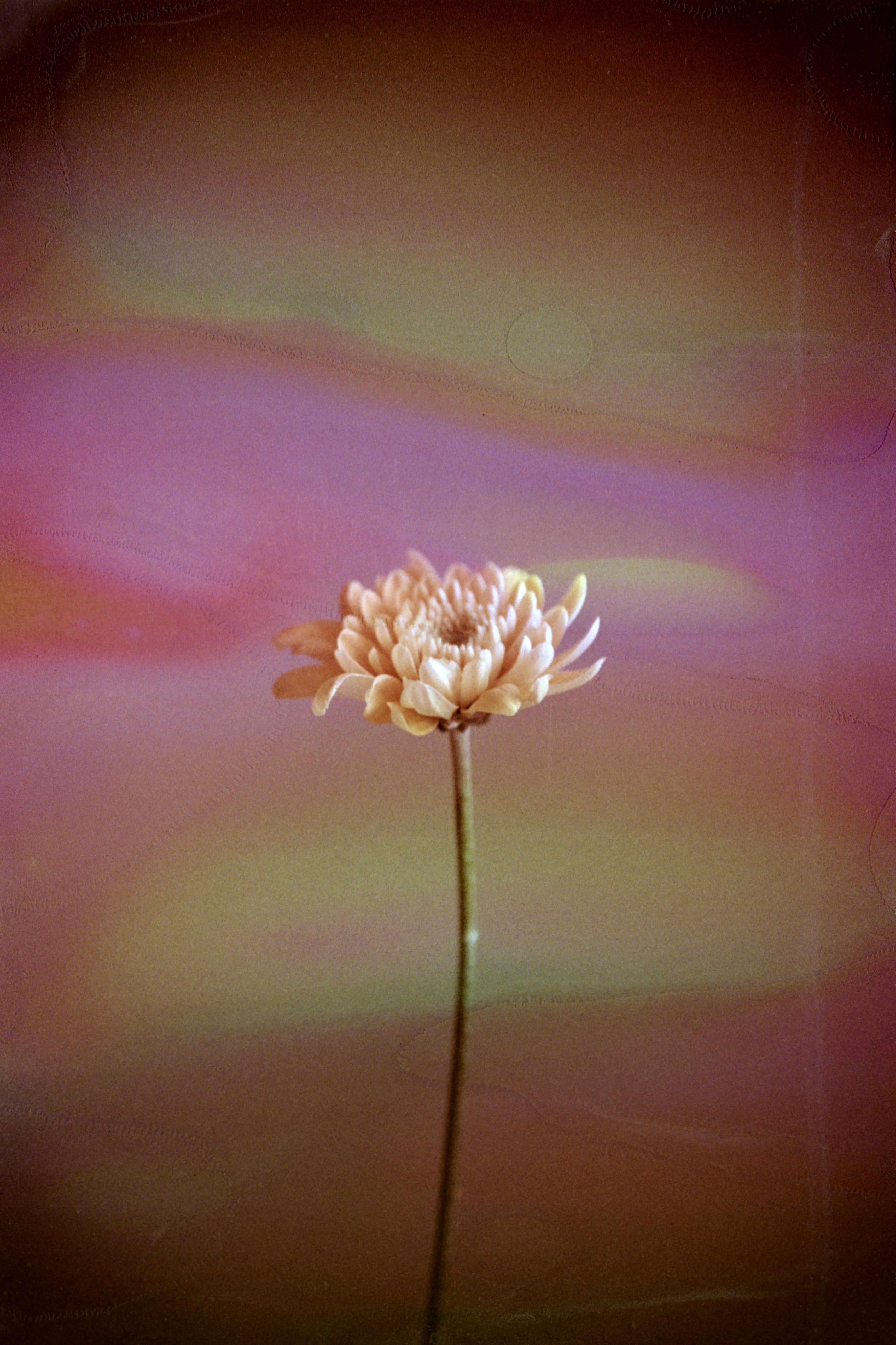 hanalogital-fluorite-35mm-farbfilm-36-aufnahmen-iso-200 image 2