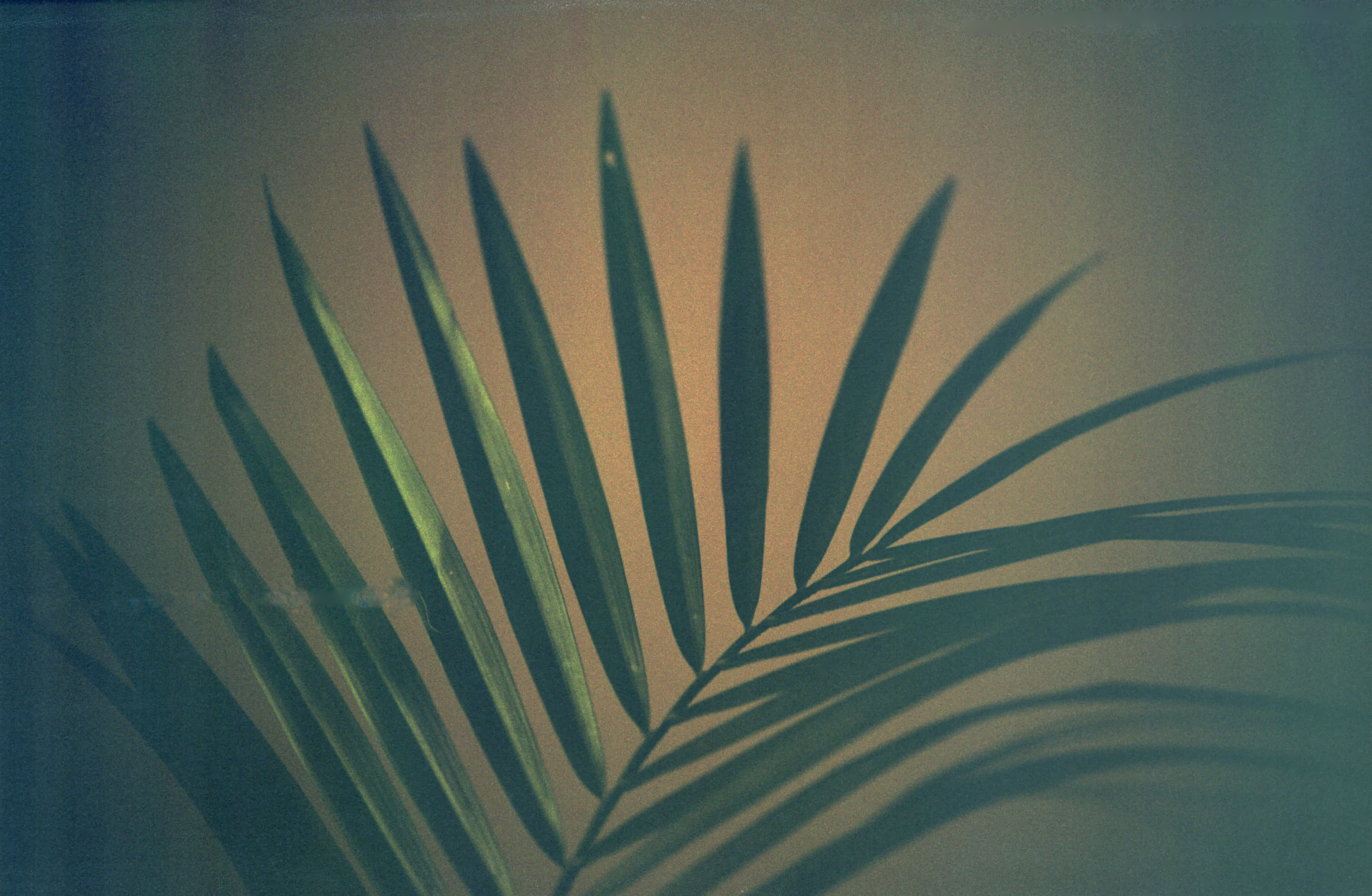dubblefilm-hanalogital-fox-35mm-effektfilm-redscale image 3