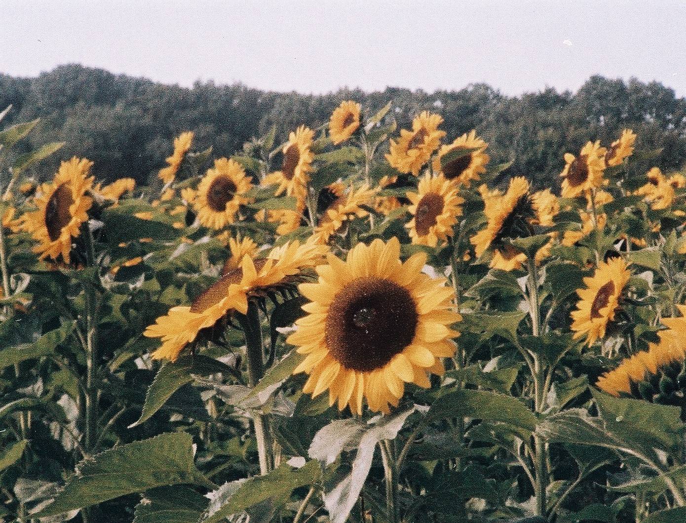 dubblefilm-lomochrome-color-92-farbfilm-35mm-iso-400-3er-pack image 4