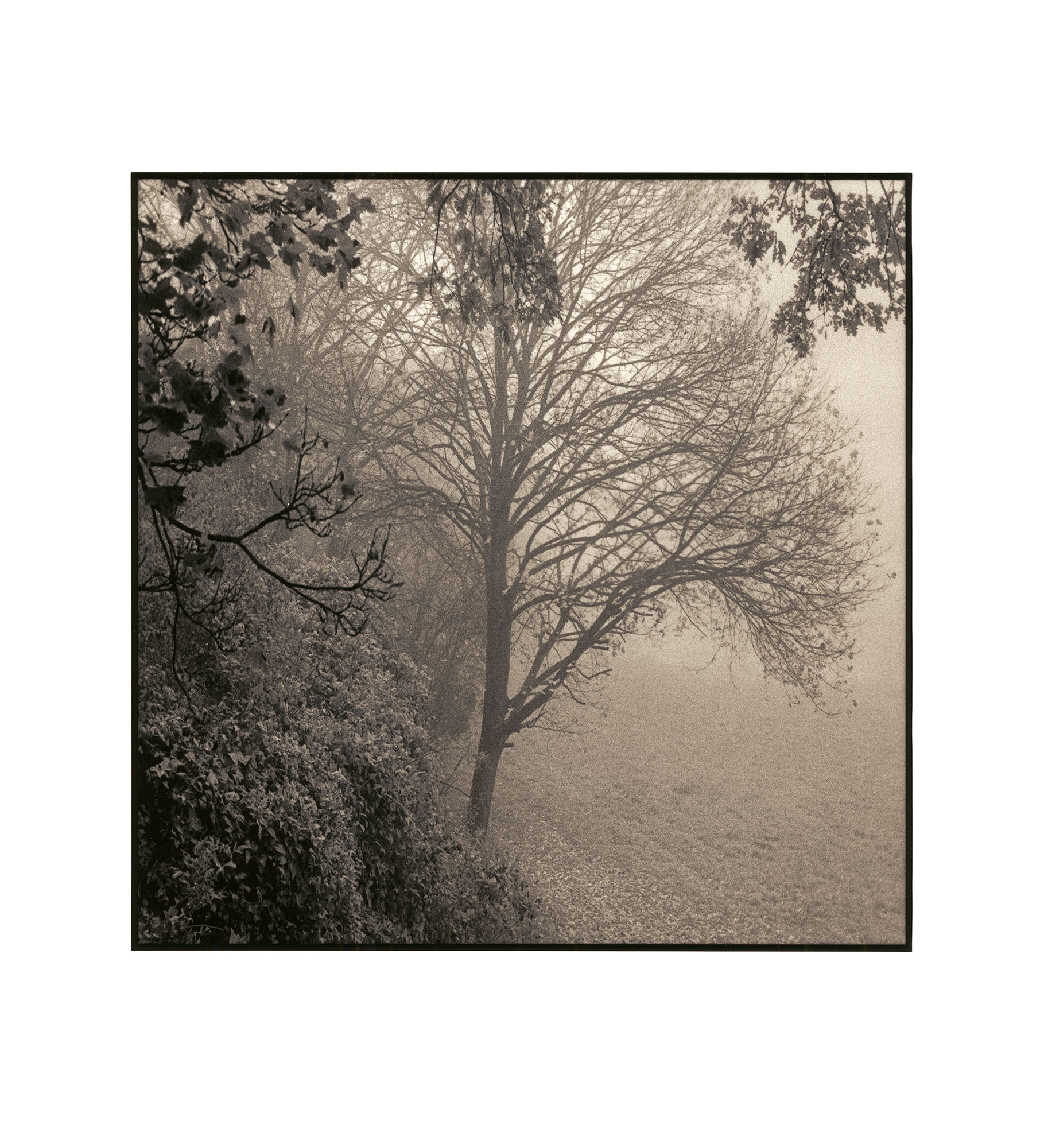 moersch-mt5-sepia-schwefeltoner-k-hlbraun-1-10-50 image 7