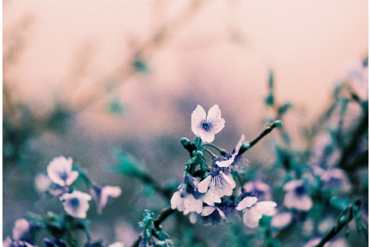 dubblefilm-speciality-lomochrome-92-120-farbfilm-iso-400-retro-c-41 image 3