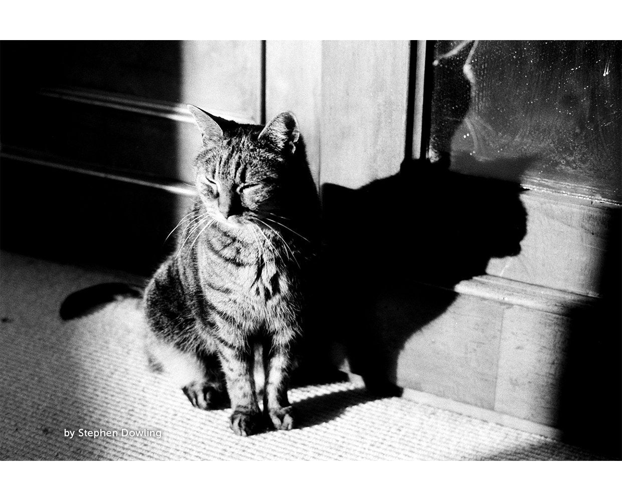 dubblefilm-kosmo-foto-mono-100-schwarzwei-film-36-aufnahmen image 3