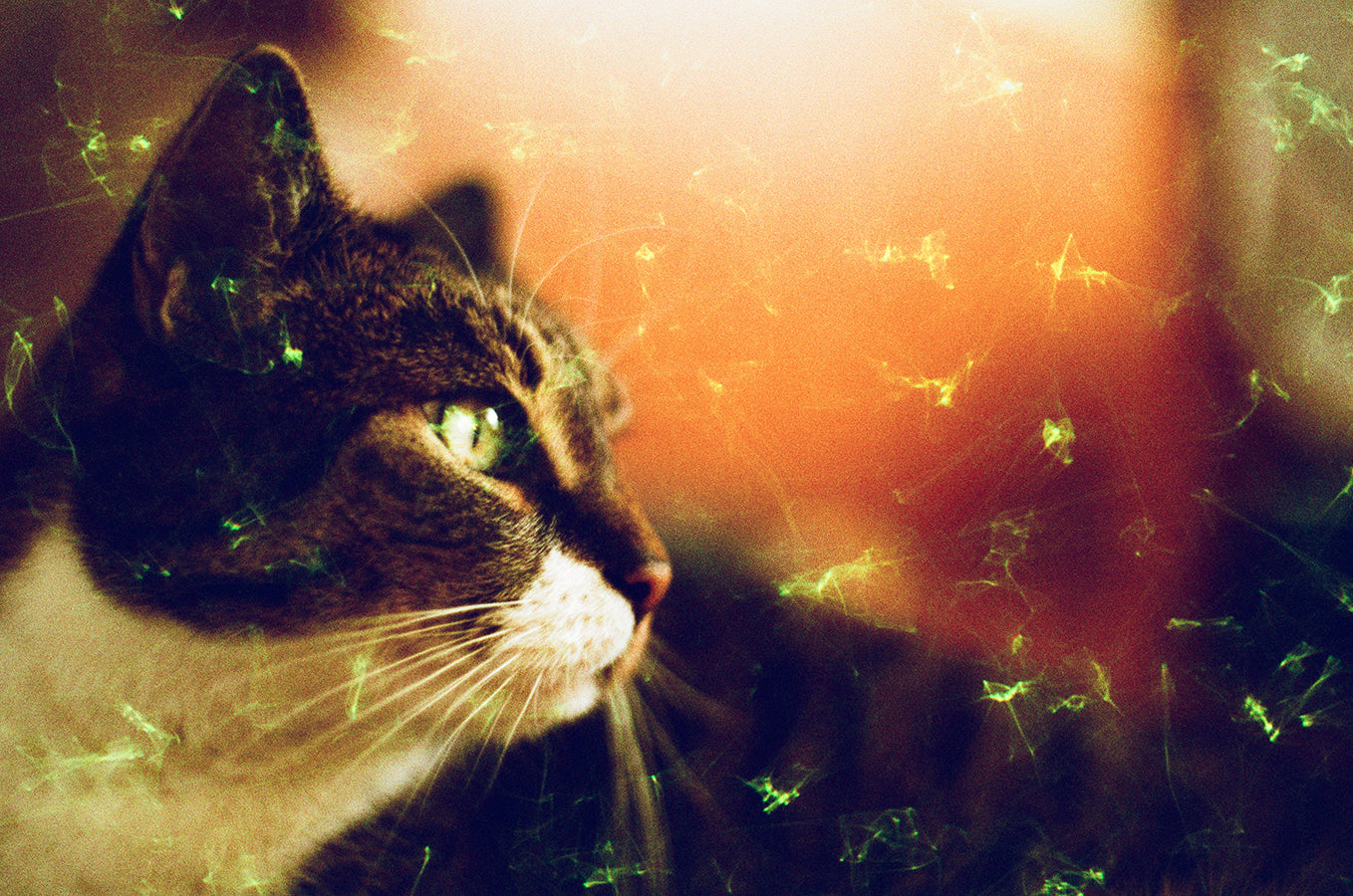 revolog-emerald-effektfilm-35mm-harman-phoenix-gr-n image 2