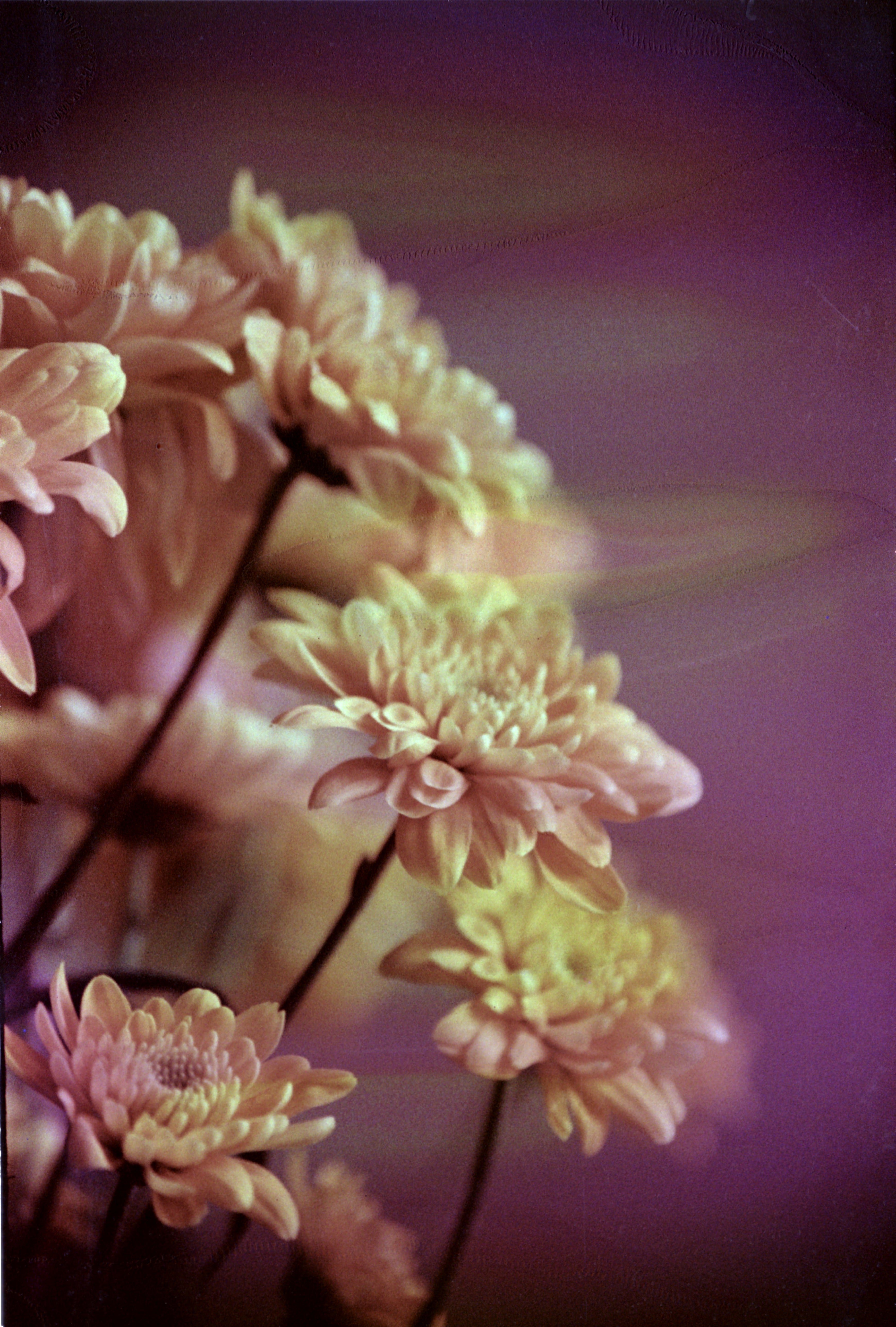 hanalogital-fluorite-35mm-farbfilm-36-aufnahmen-iso-200 image 5