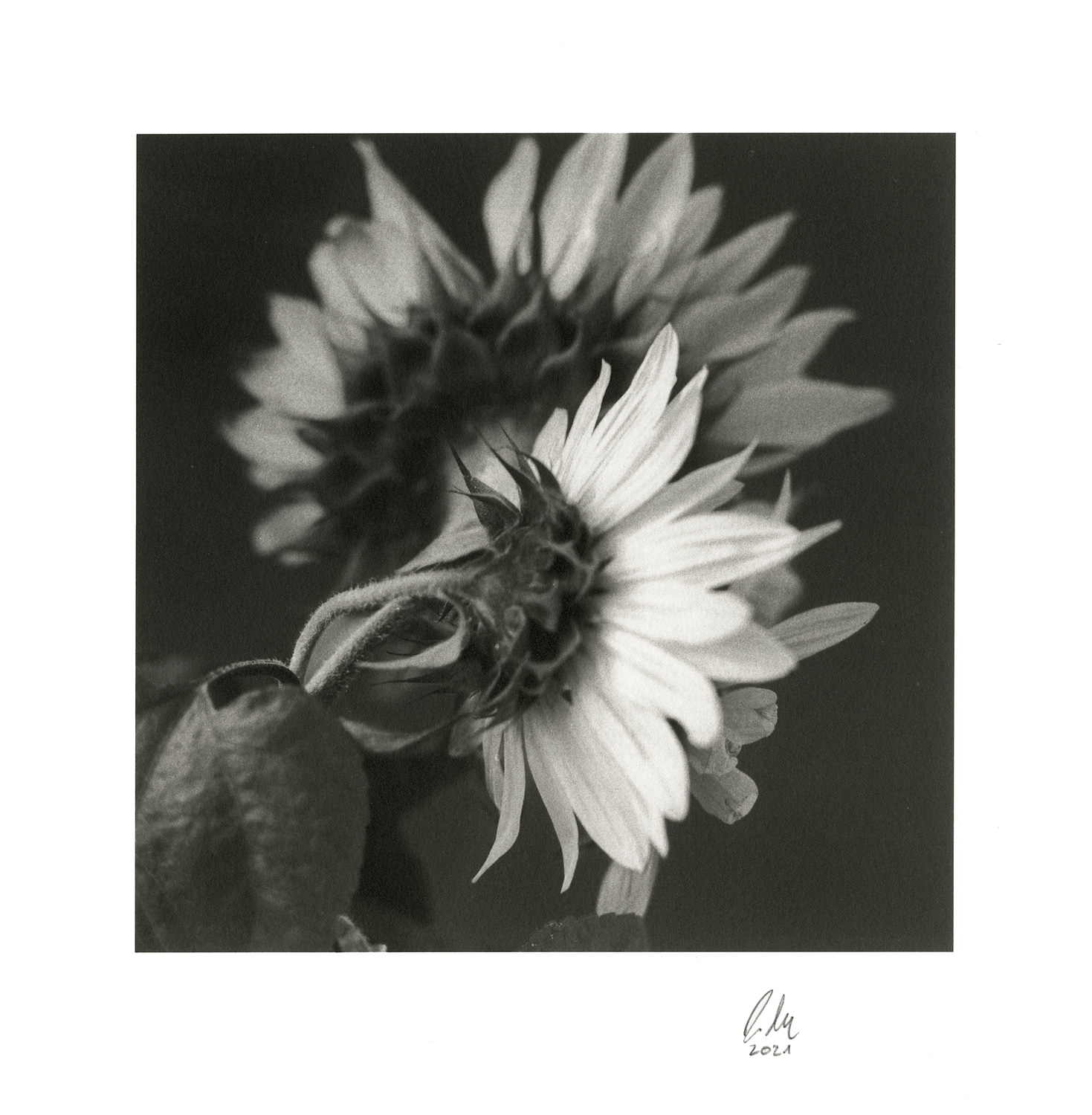 moersch-se-silber-pop-lobotype-edeldruck-set image 4