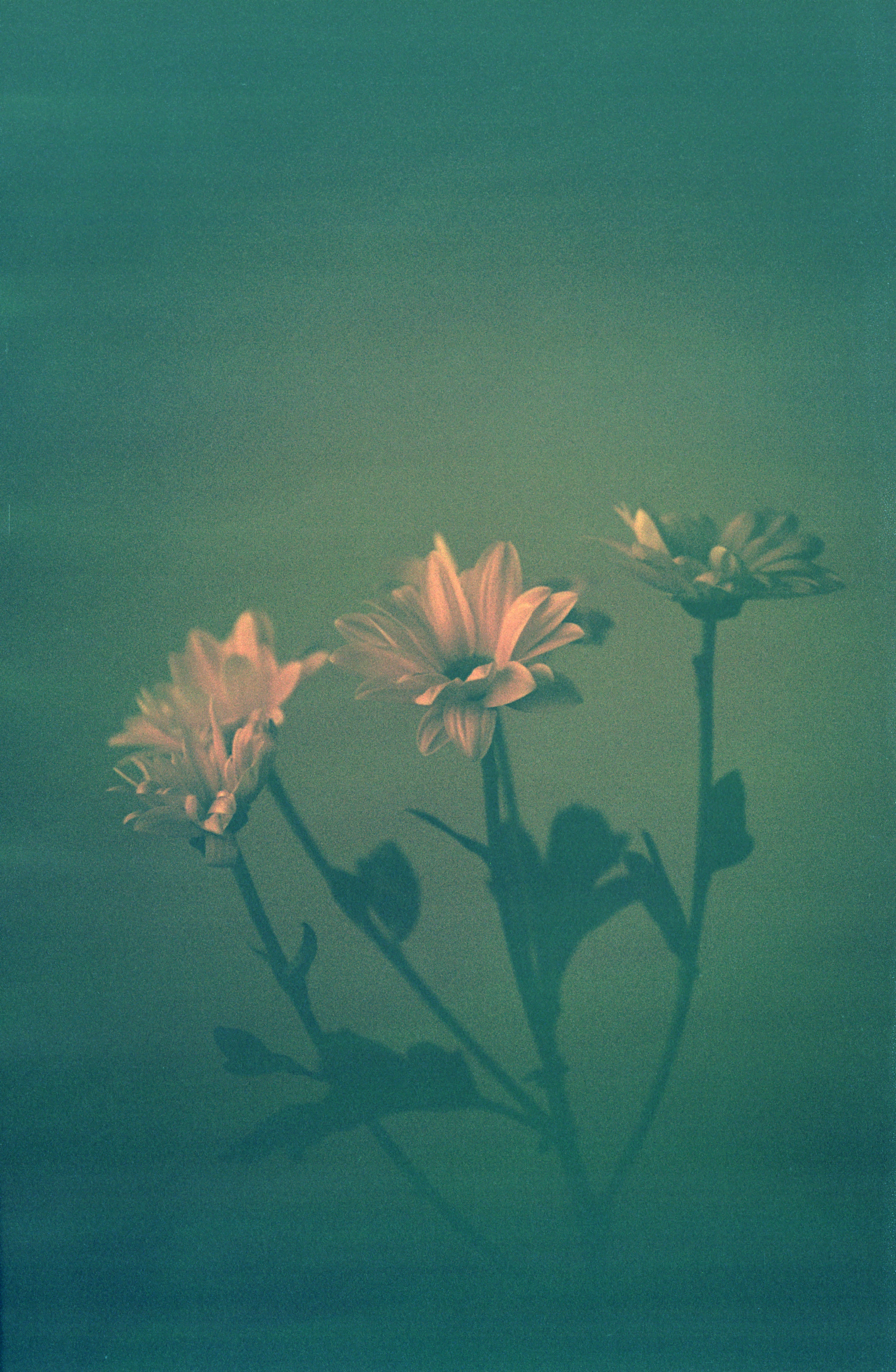 dubblefilm-hanalogital-fox-35mm-effektfilm-redscale image 4