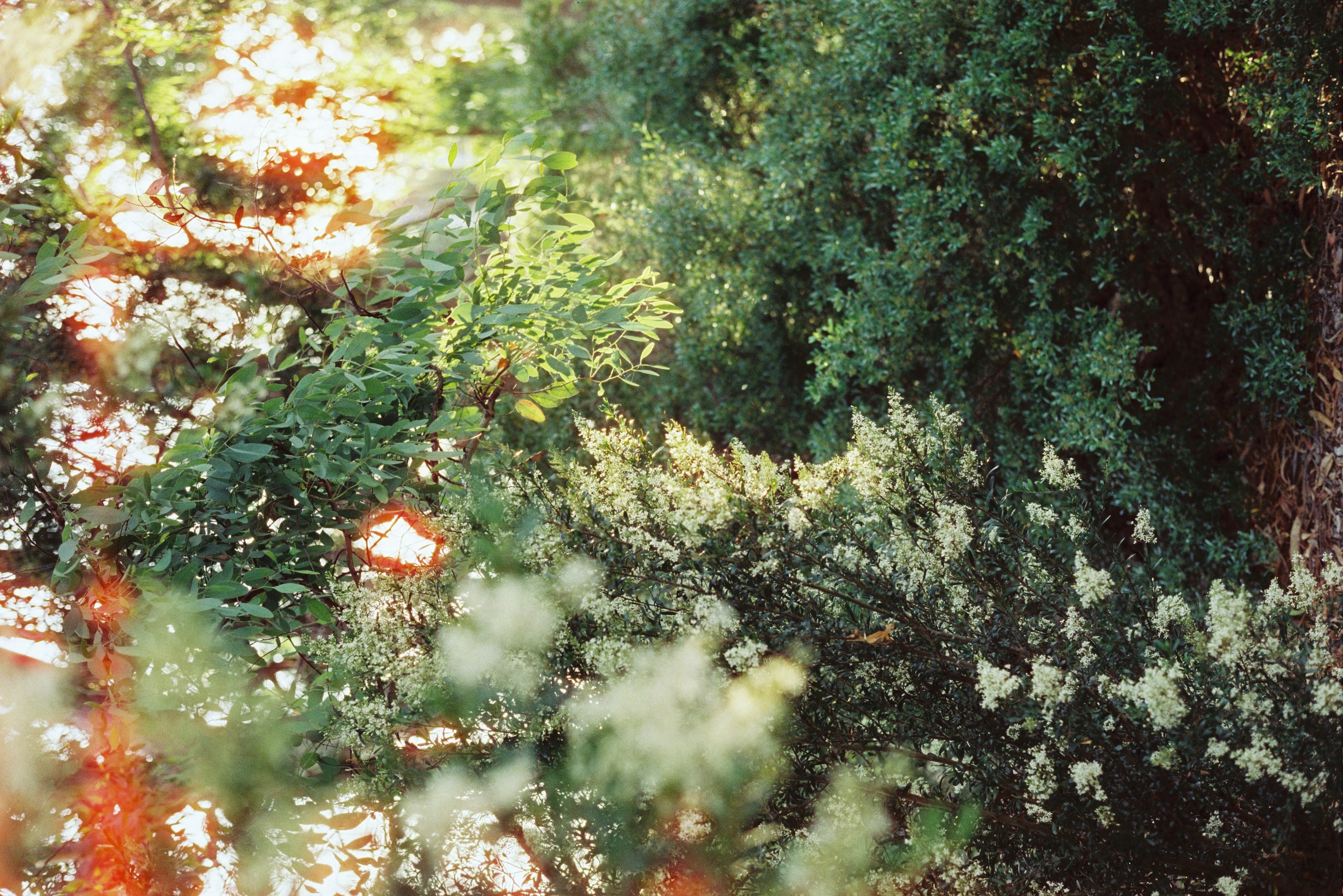 film-never-die-sora-200-farbfilm-35mm-36-aufnahmen-tageslicht image 6