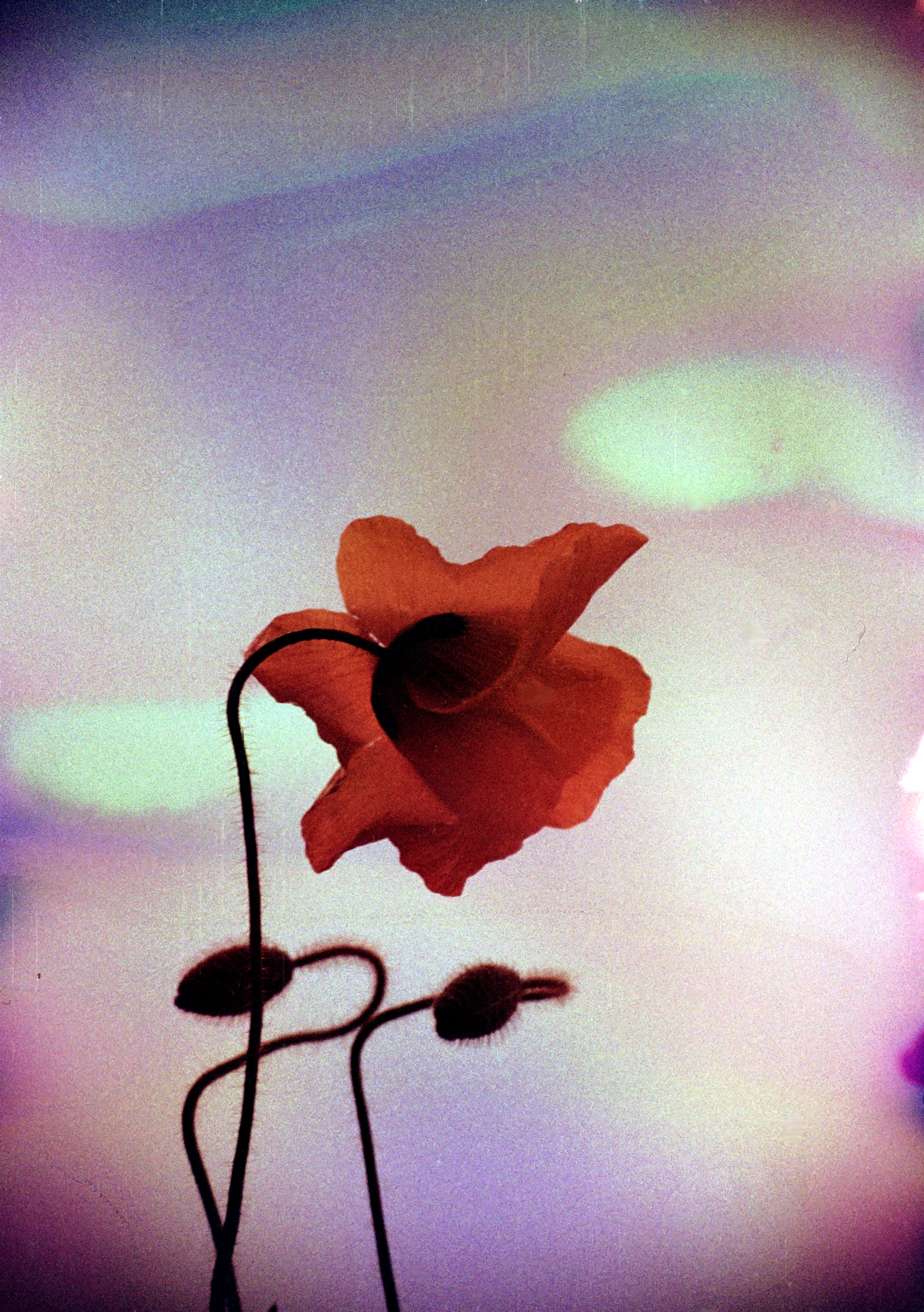 hanalogital-agate-35mm-effektfilm-36-aufnahmen-iso-200 image 3