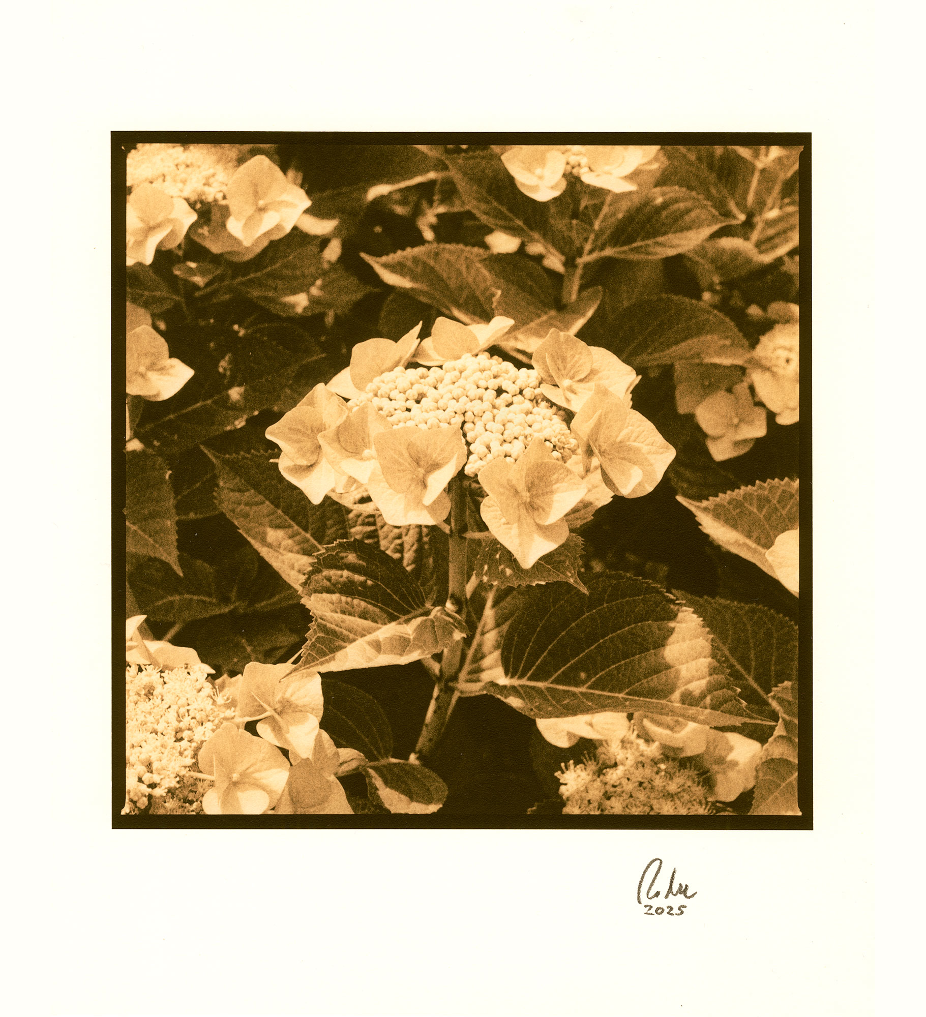 moersch-lith-omega-zweitbad-farbverst-rker-lith image 8