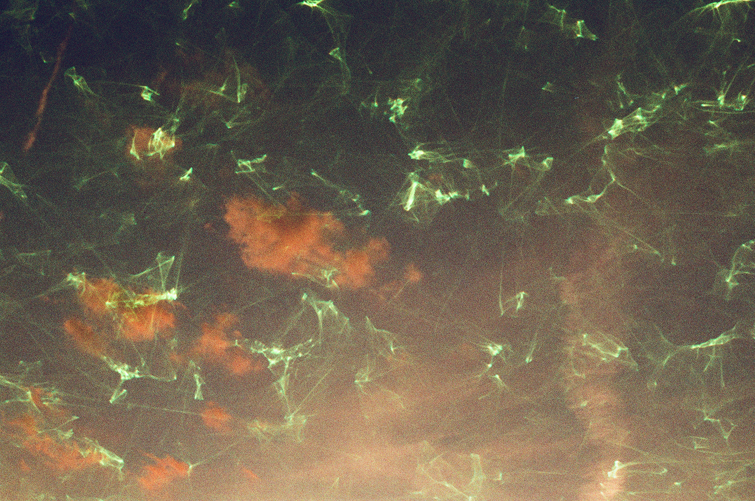 revolog-emerald-effektfilm-35mm-harman-phoenix-gr-n image 3