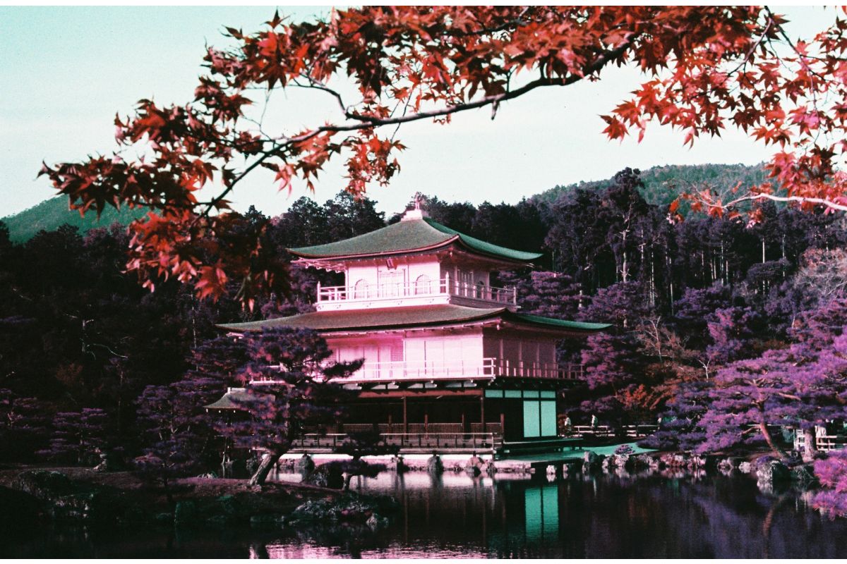 lomography-lomochrome-purple-135-farbfilm-35mm-p-tillant image 6