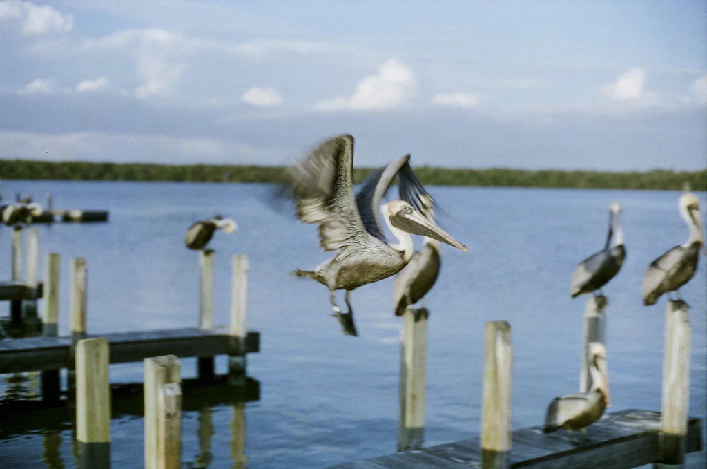 dubblefilm-cinestill-50d-kleinbildfilm-35mm-tageslichtfilm image 2