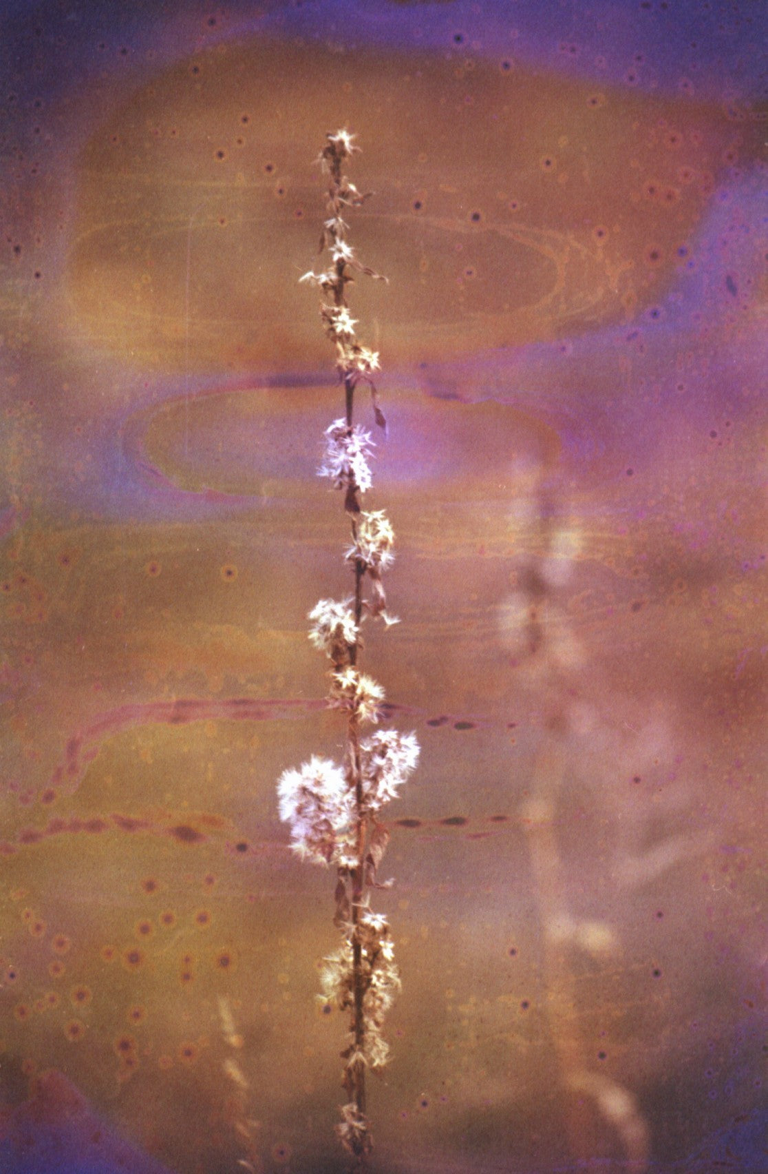 hanalogital-agate-35mm-effektfilm-36-aufnahmen-iso-200 image 6