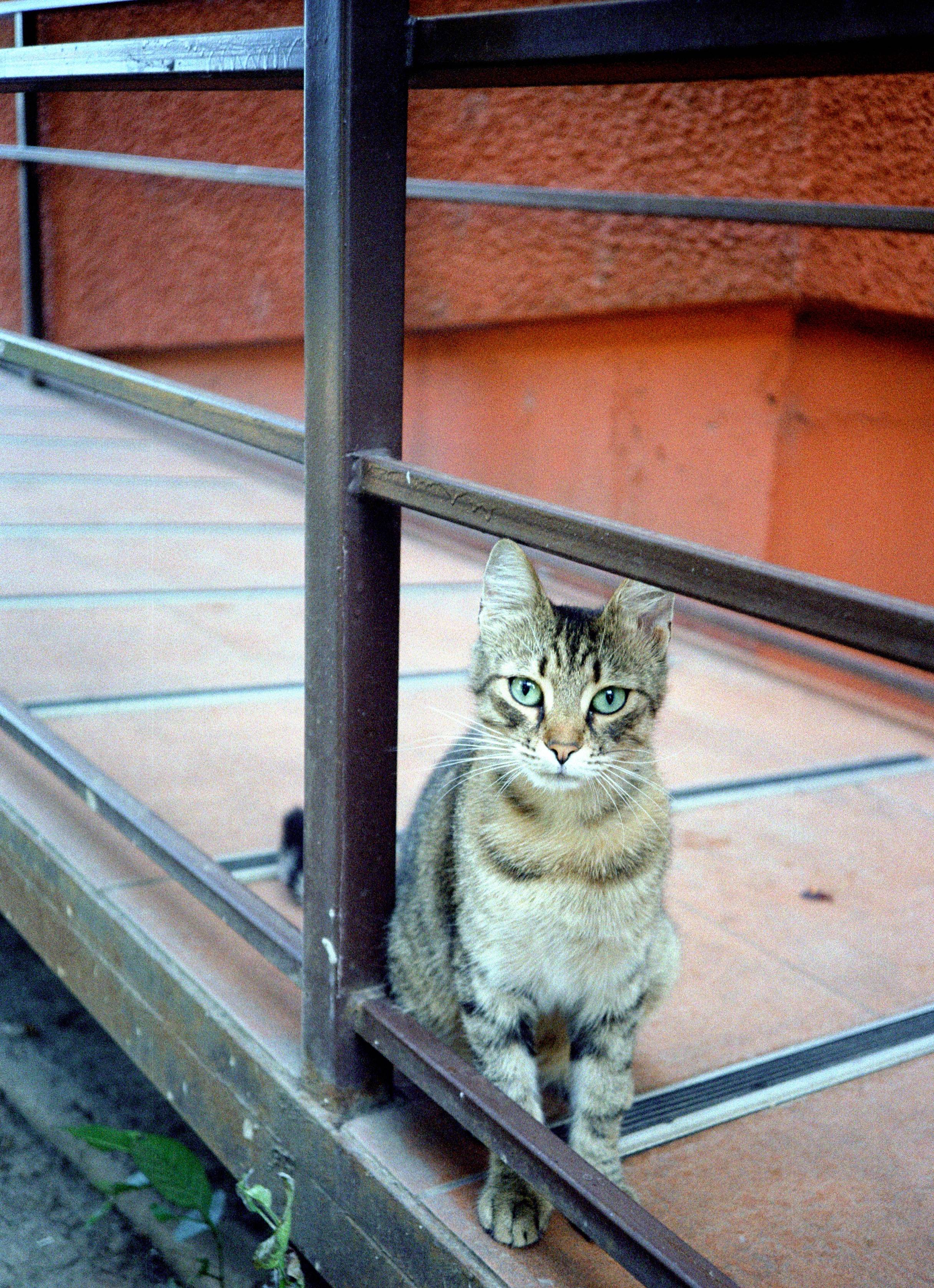 olympus-af-1-quartzdate-35mm-kompaktkamera-35mm-f2-8-gebraucht image 3