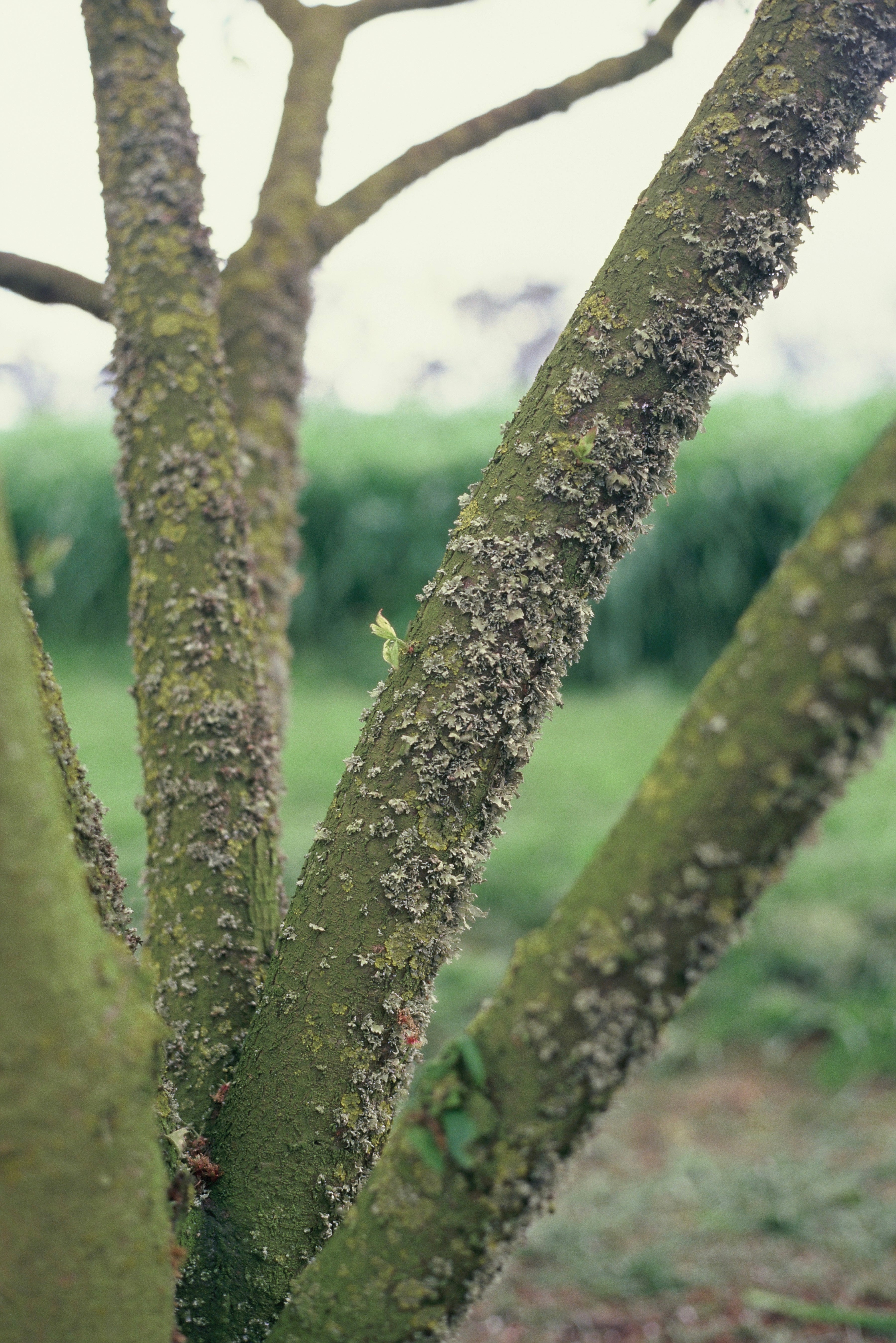 filmneverdie-chameleon-100-35mm-diafilm-36-bilder-e-6 image 6