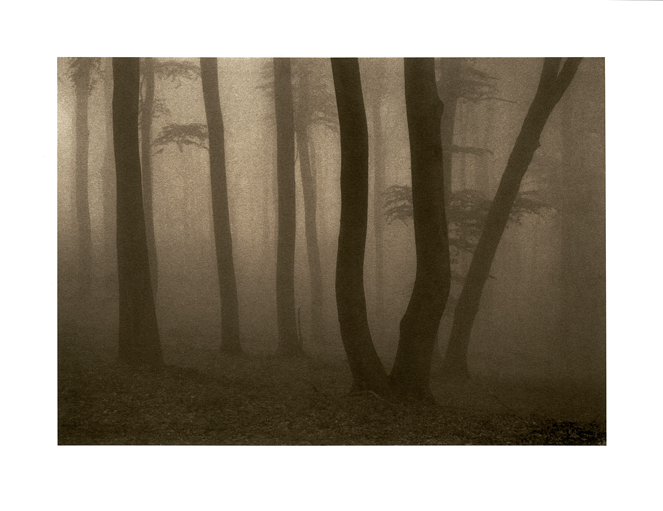 moersch-tanol-pyro-48-negativentwickler-pyrogallol image 8