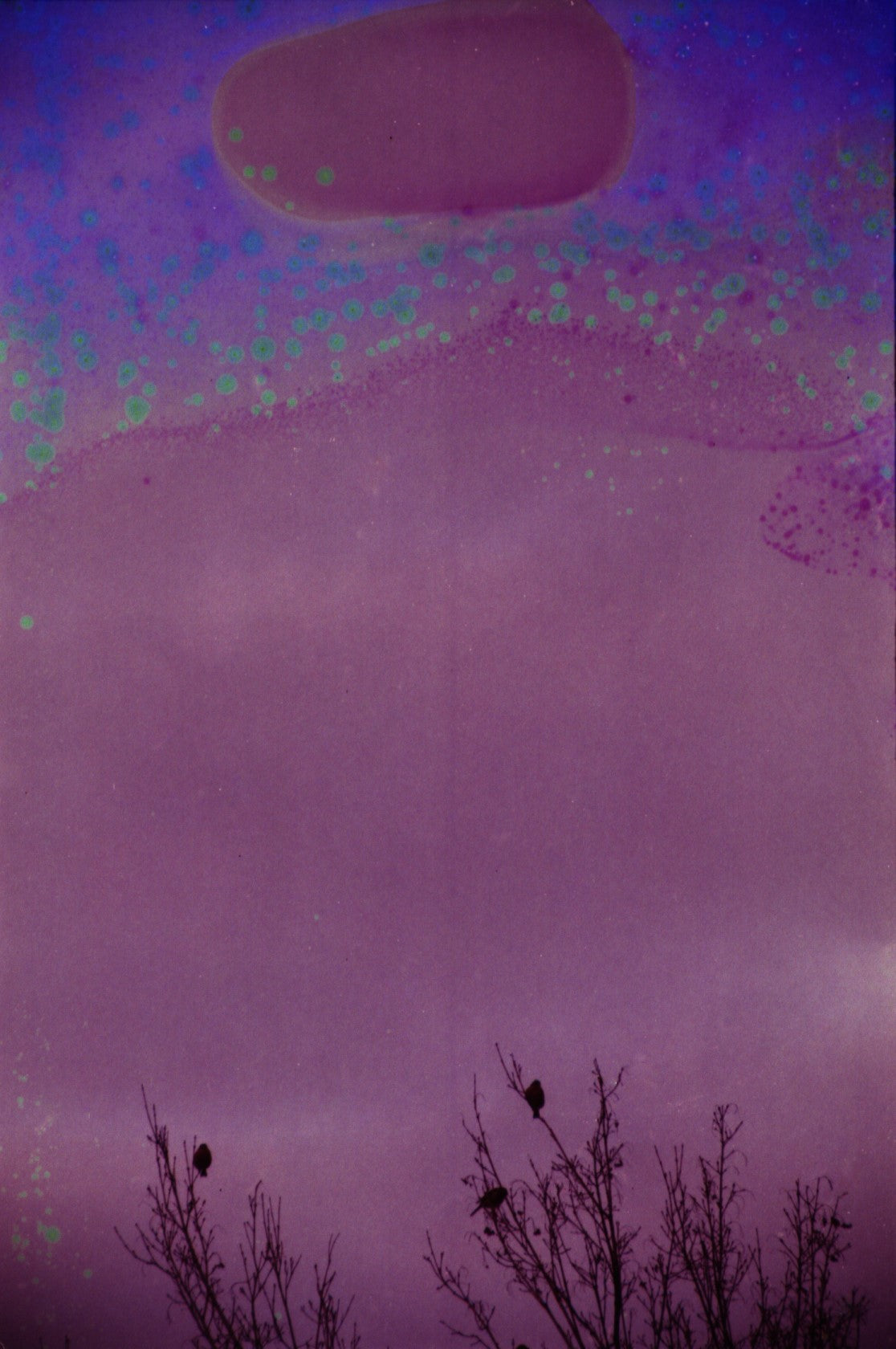 hanalogital-fluorite-35mm-farbfilm-36-aufnahmen-iso-200 image 4
