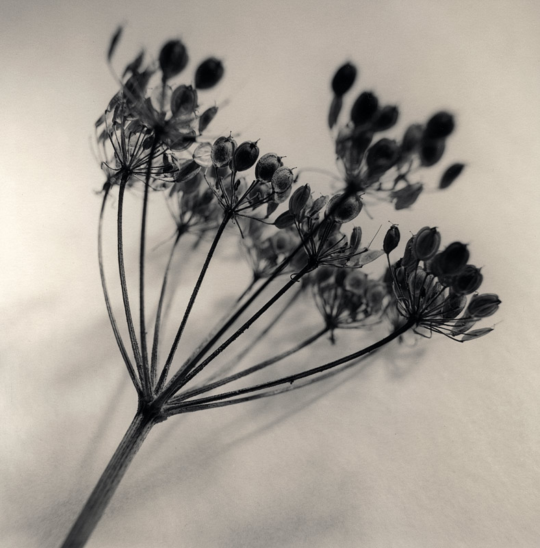 moersch-tanol-eco-film-developer-negativentwickler-feinkorn image 2
