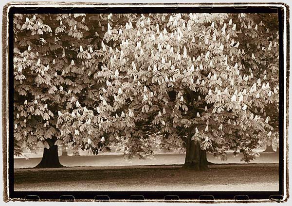 moersch-mt5-sepia-schwefeltoner-k-hlbraun-1-10-50 image 2