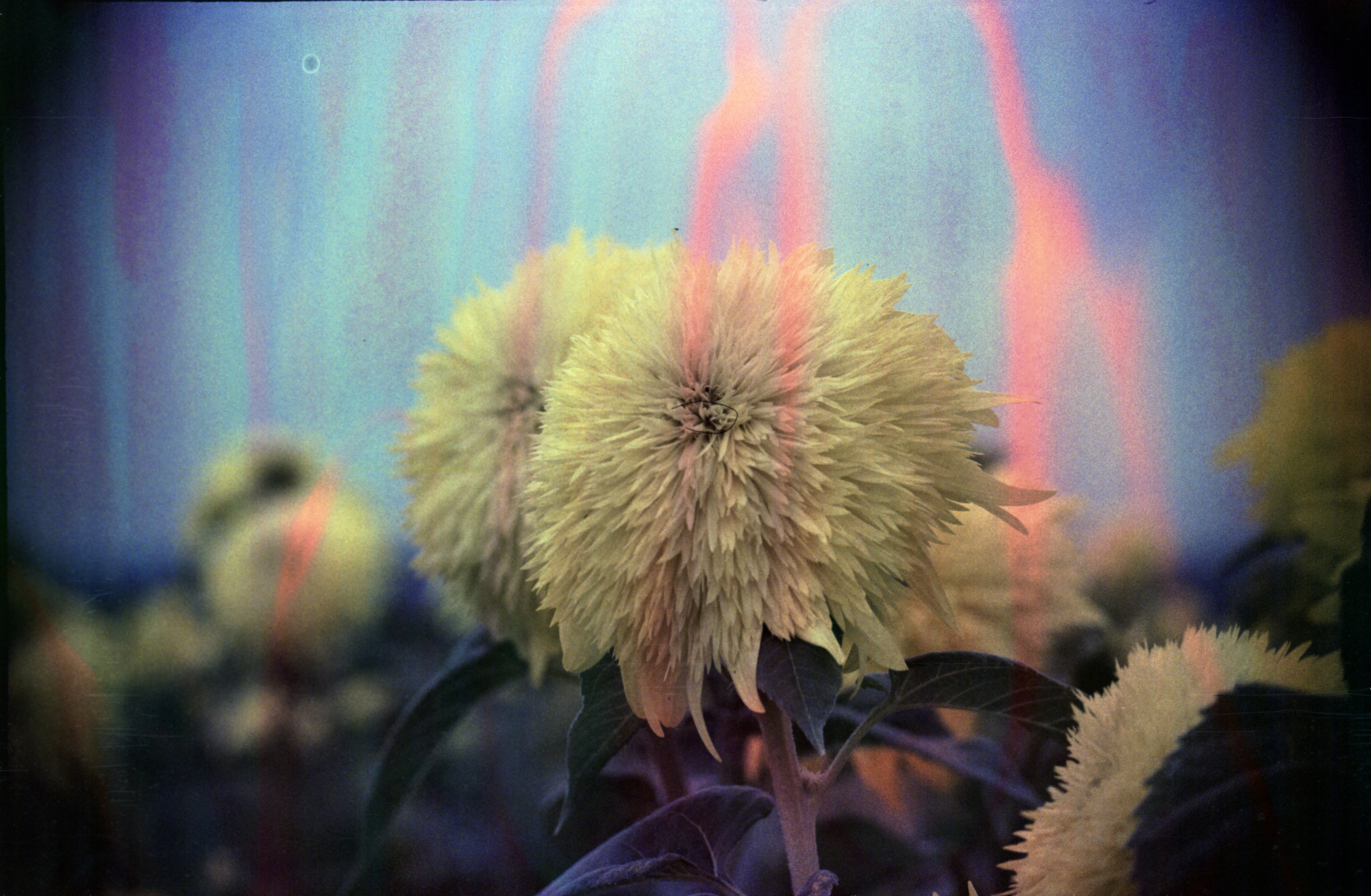 hanalogital-opal-35mm-kleinbildfilm-effektfilm-filmsuppe image 4
