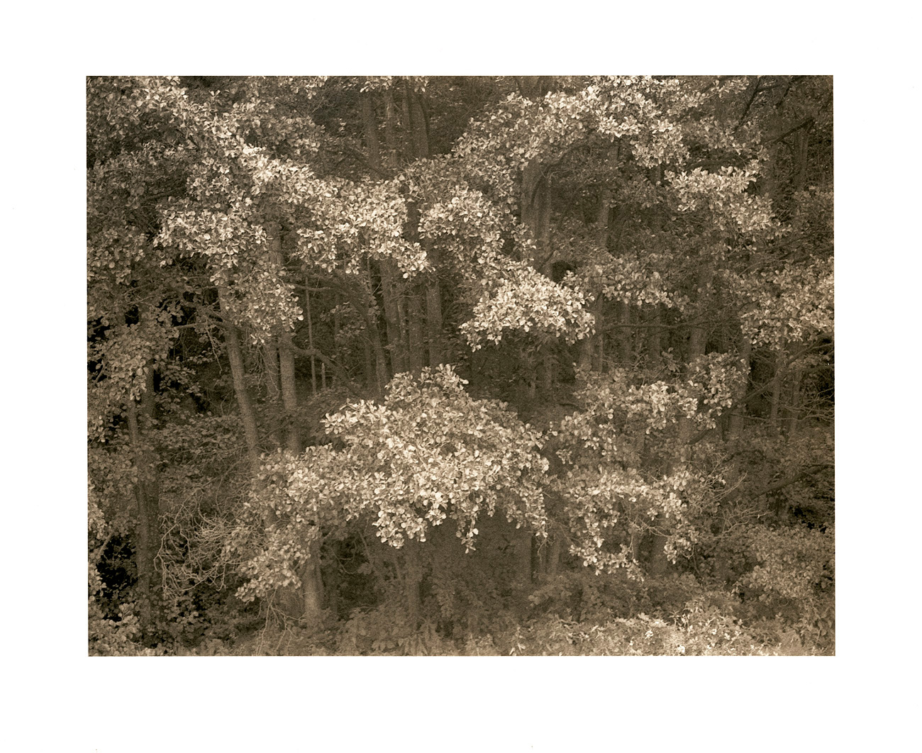 moersch-tanol-eco-film-developer-negativentwickler-feinkorn image 4