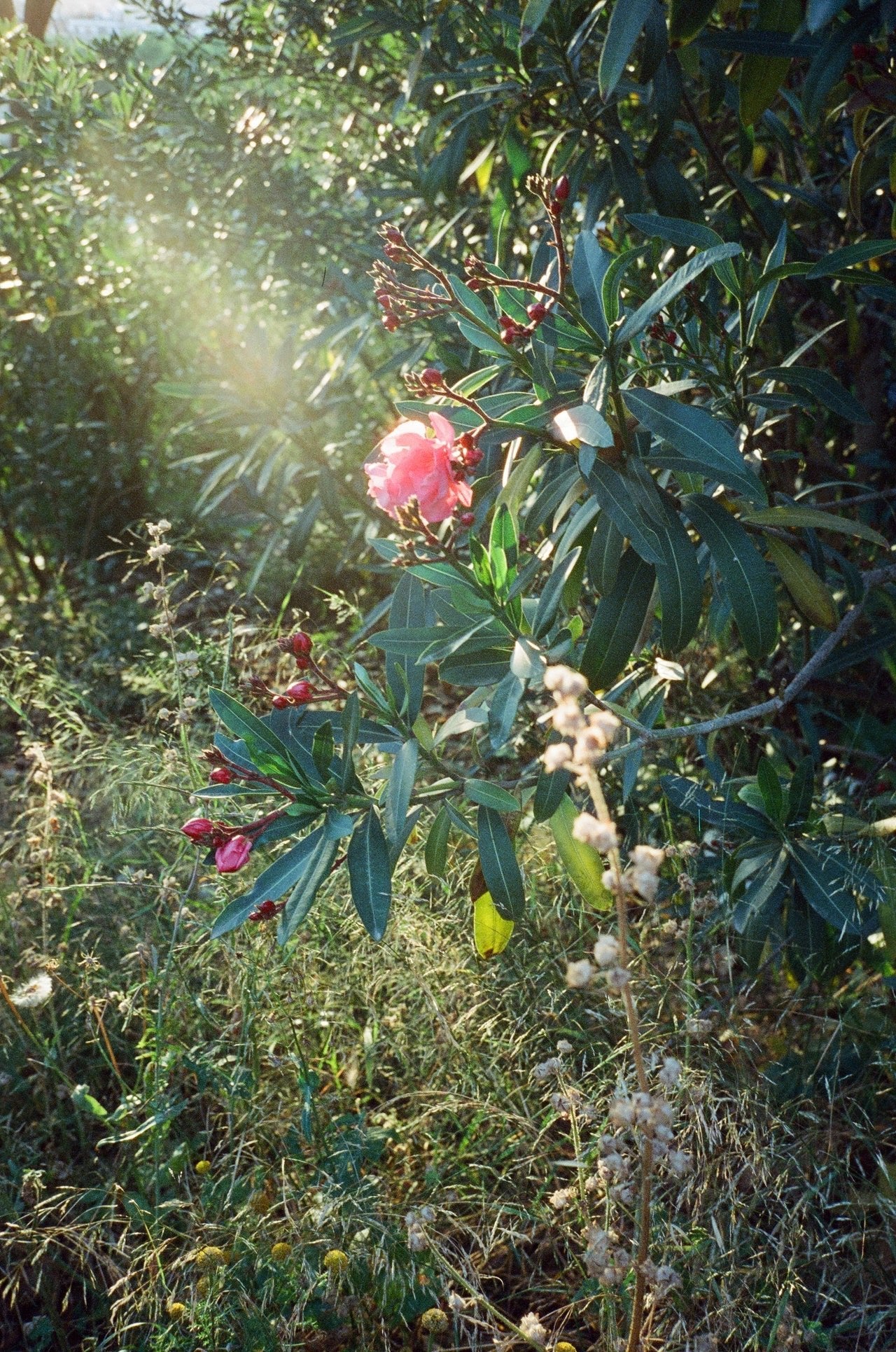 dubblefilm-cinema-800-35mm-farbfilm-36-cinefilm-nacht image 5