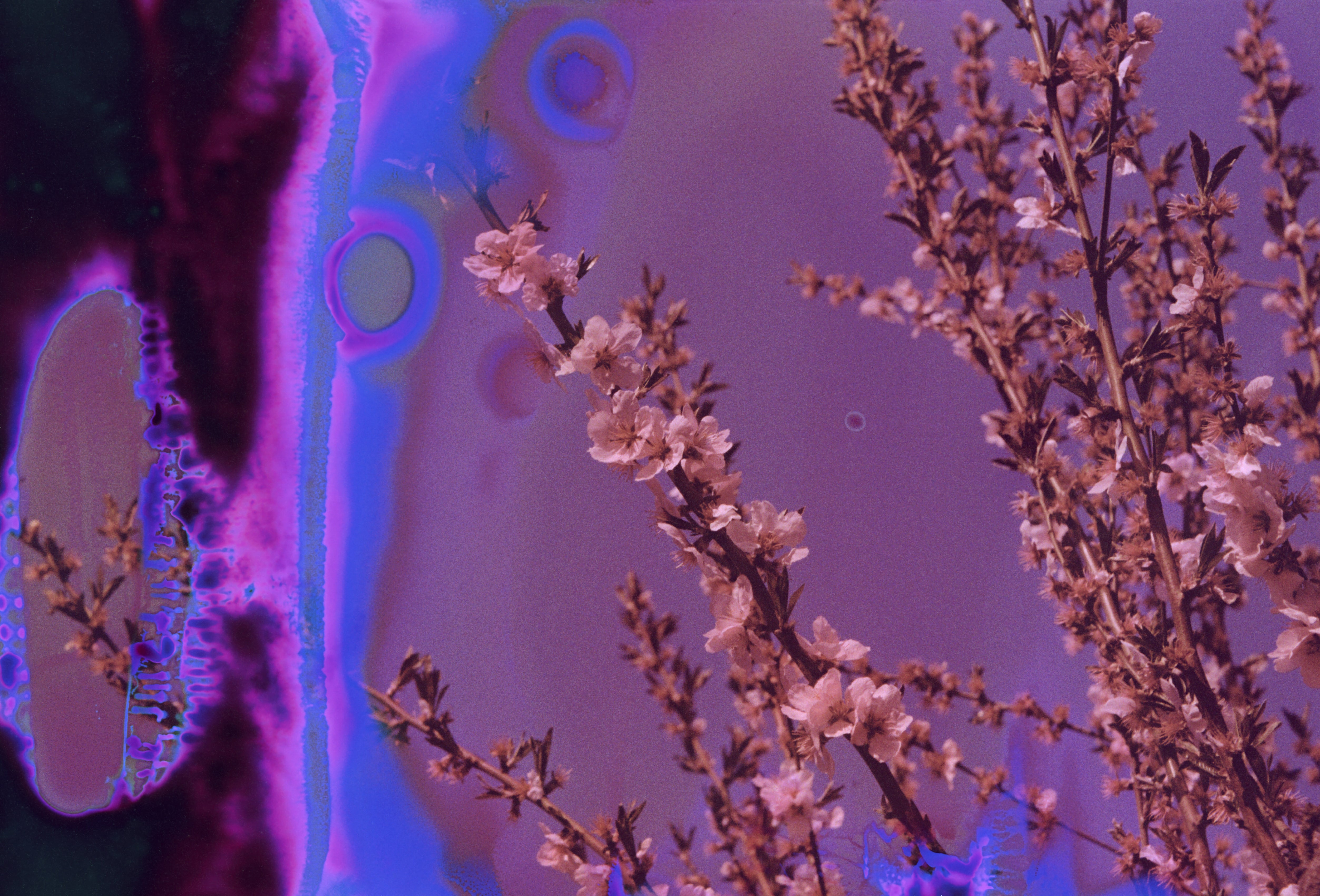 dubblefilm-hanalogital-charoite-35mm-effektfilm-film-soup image 5