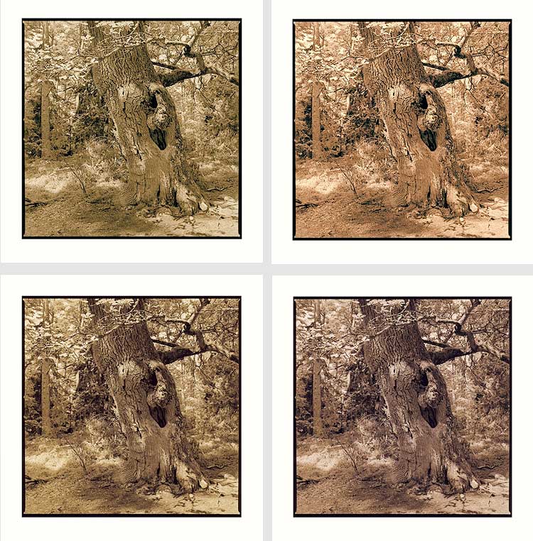 moersch-mt1-selentoner-fototoner-konzentrat-archivfest image 8