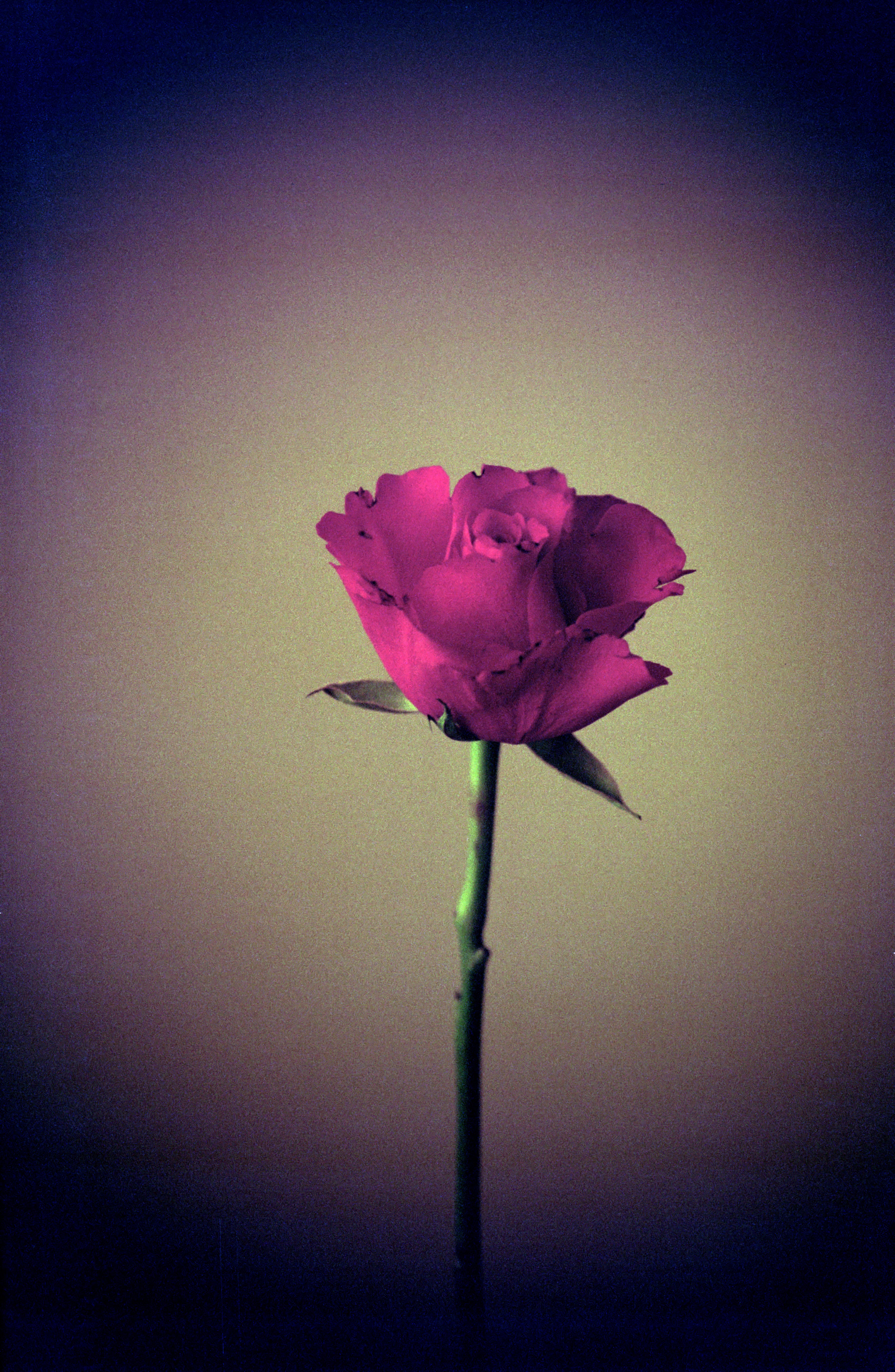 dubblefilm-hanalogital-fox-35mm-effektfilm-redscale image 2