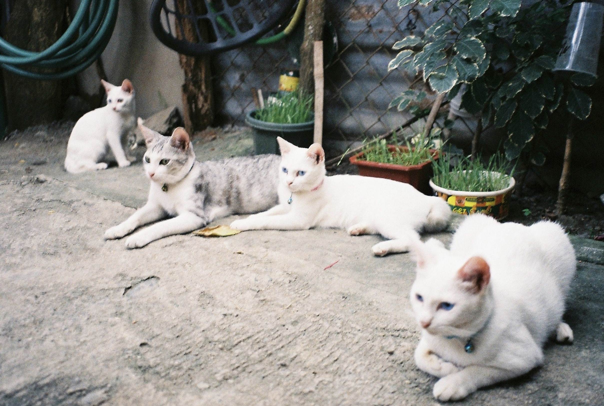 fuji-zoom-cardia-800-date-kompaktkamera-35-70mm-analog image 3