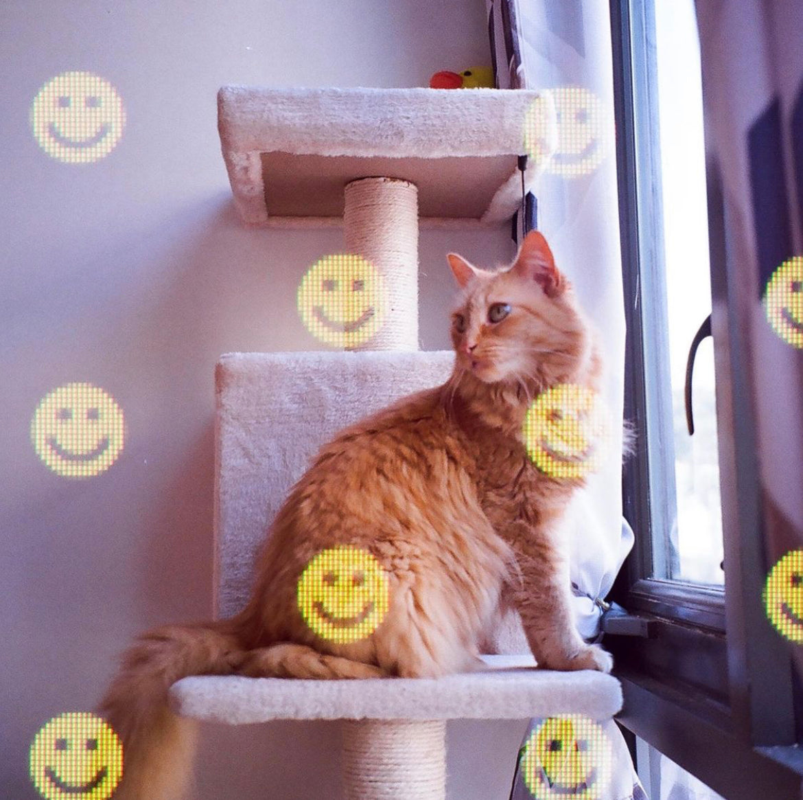 dubblefilm-smile-35mm-effektfilm-photodom-kleinbildfilm image 6