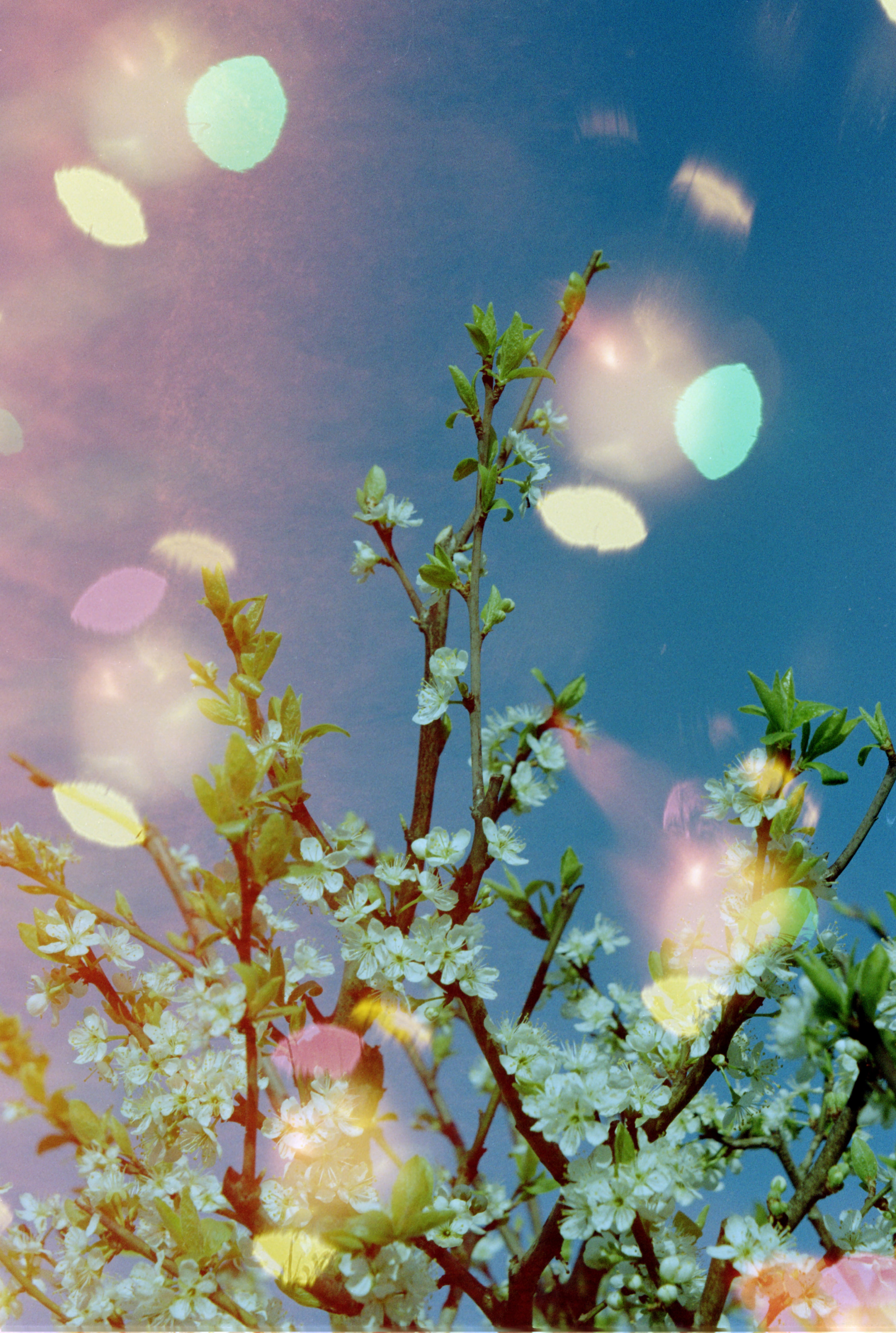 dubblefilm-hanalogital-bokeh-effektfilm-35mm-200-iso-36-bilder image 2
