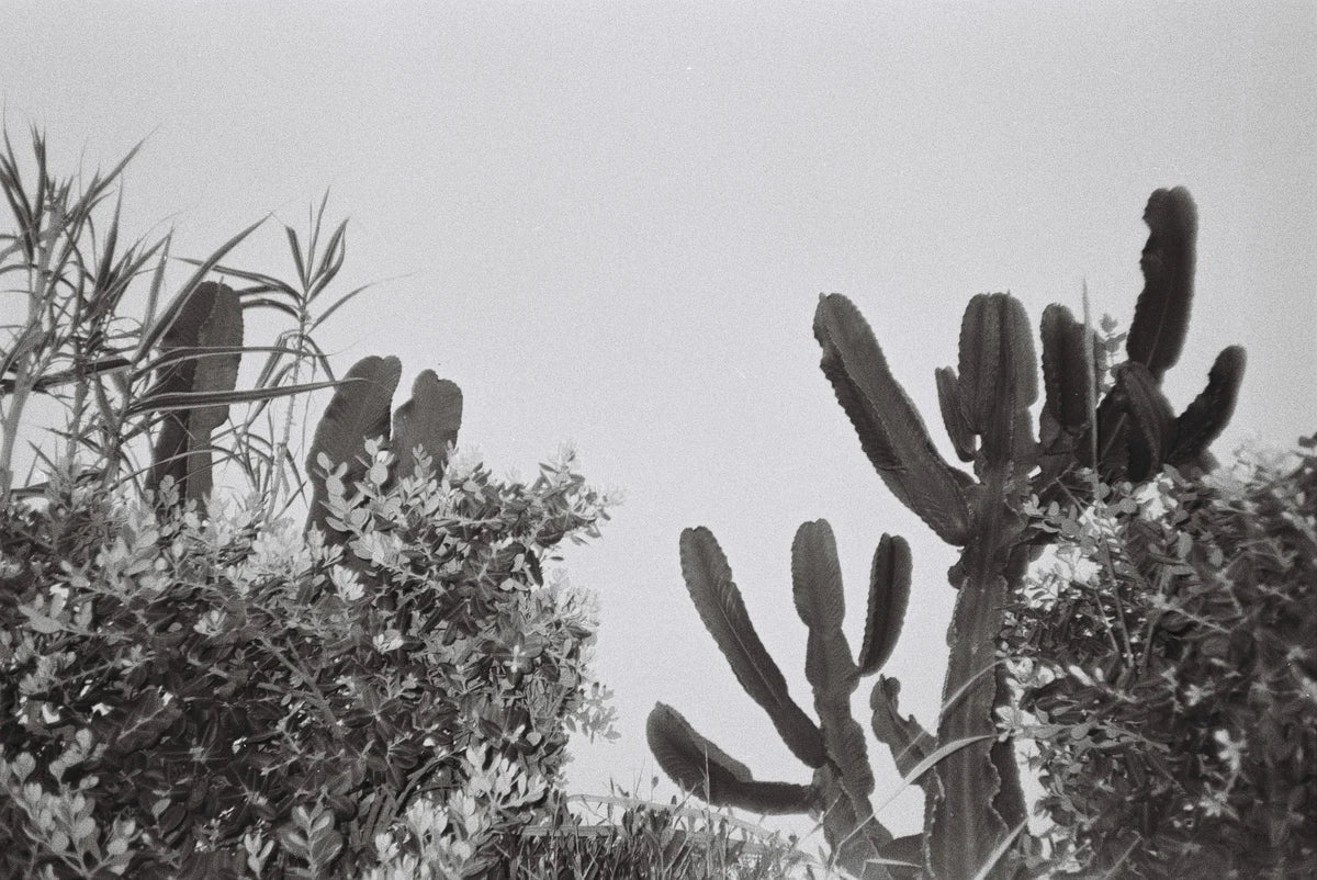 dubblefilm-daily-35mm-schwarzwei-film-400-iso-36er image 5
